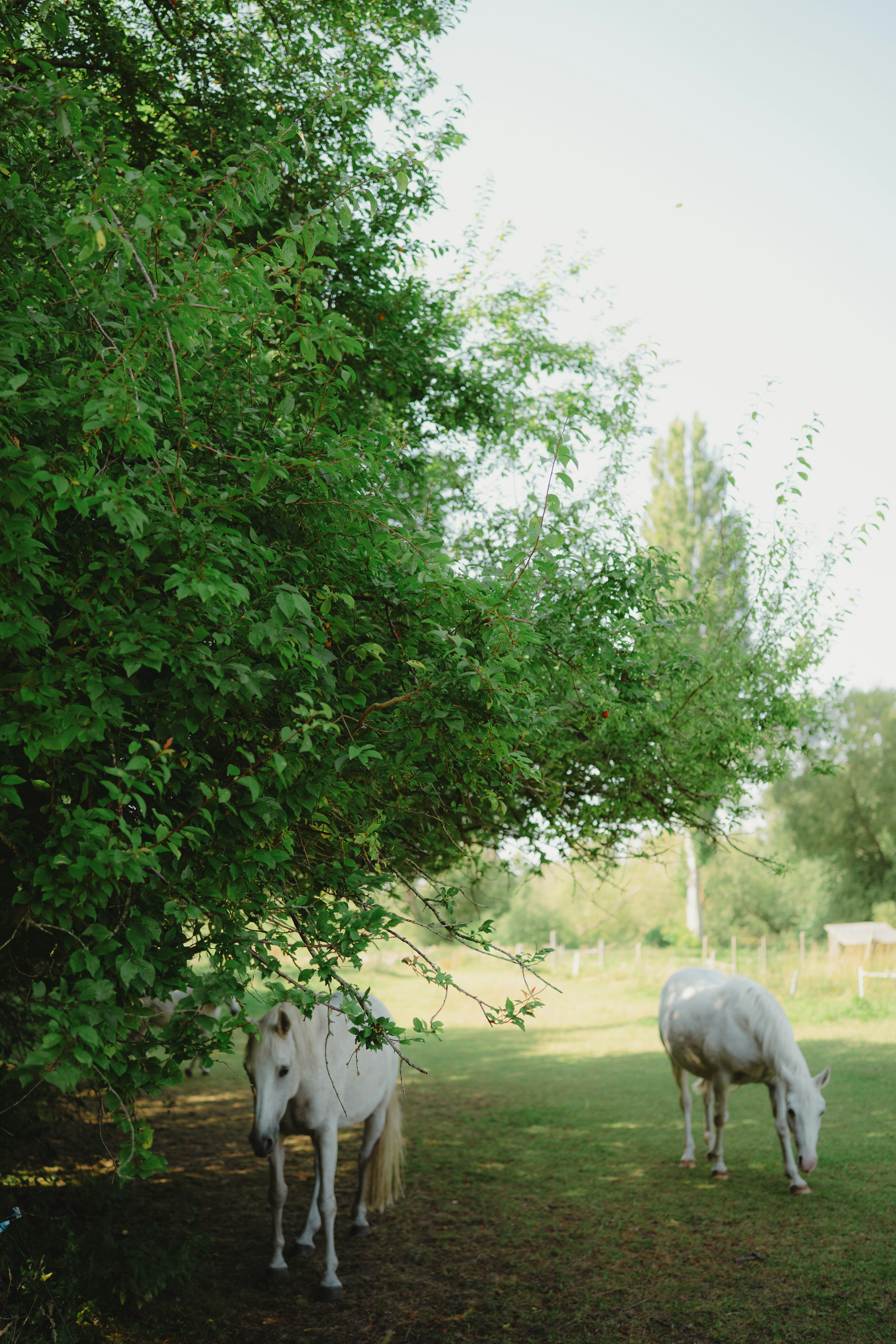 Two white horses graze in a sunny green field.