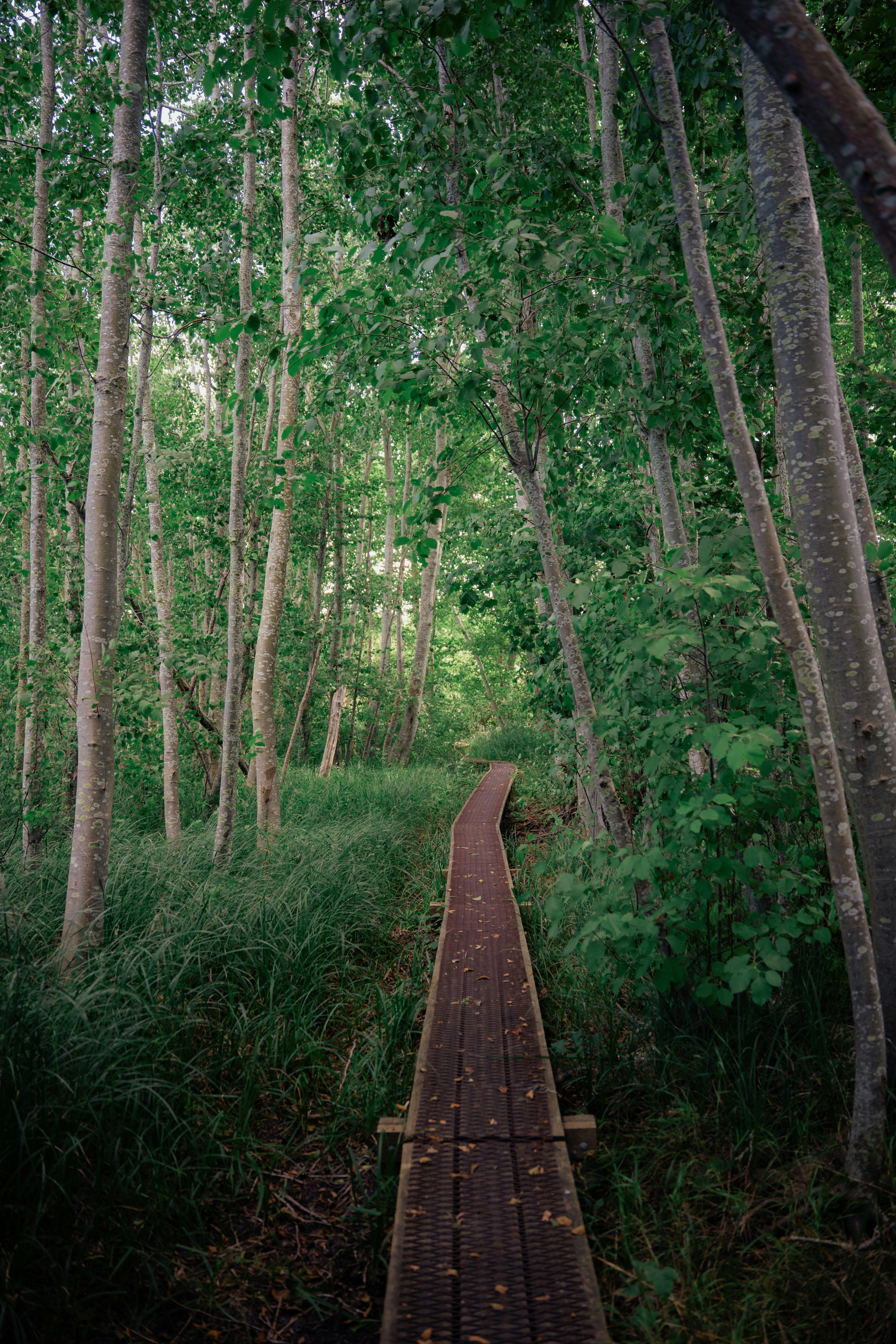 Wooden walkway through a lush green forest