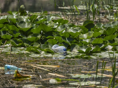 Plastic bottles floating among lily pads in water.
