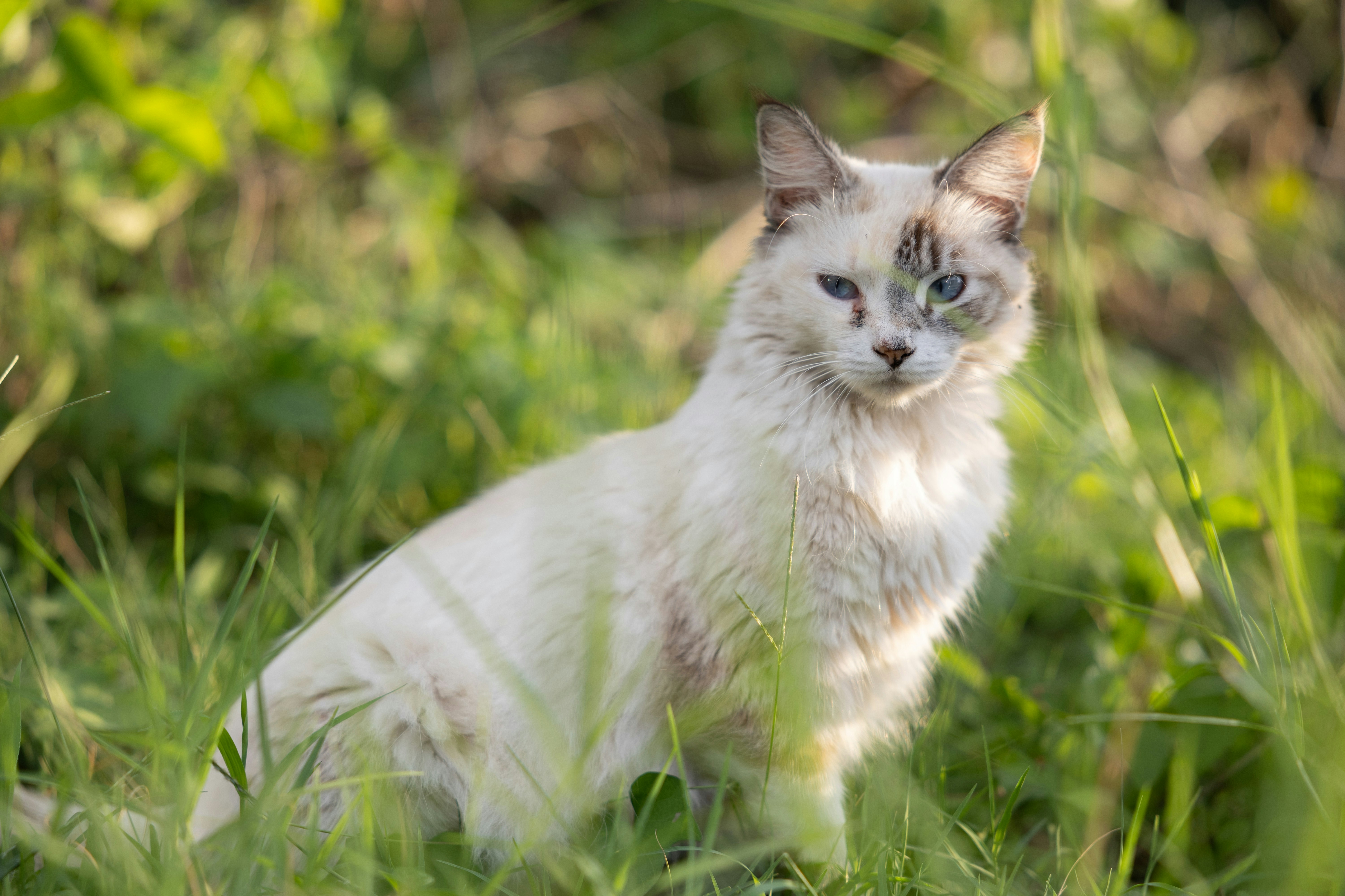 A white cat with blue eyes sits in tall grass.