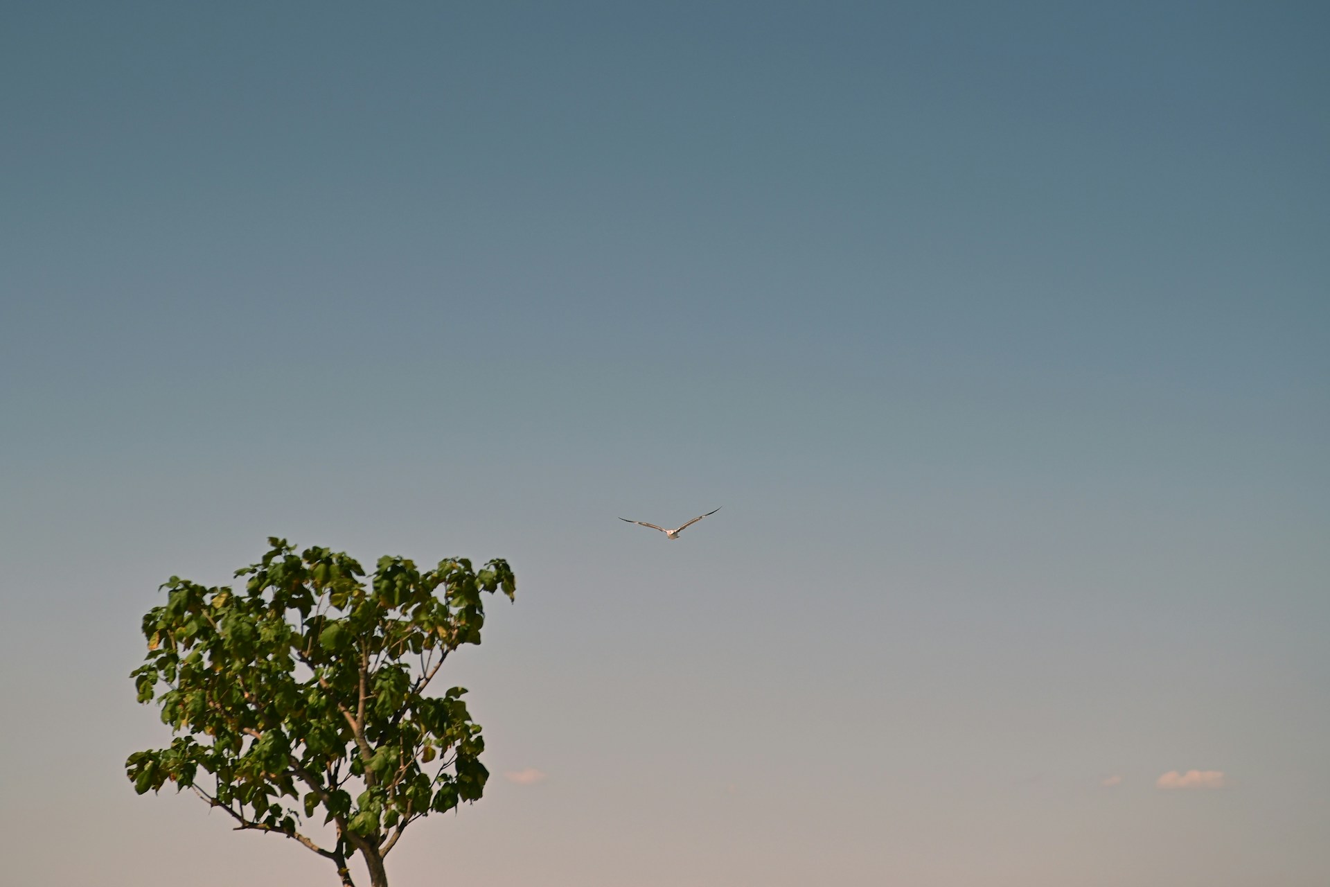 A lone tree with a bird flying in the sky