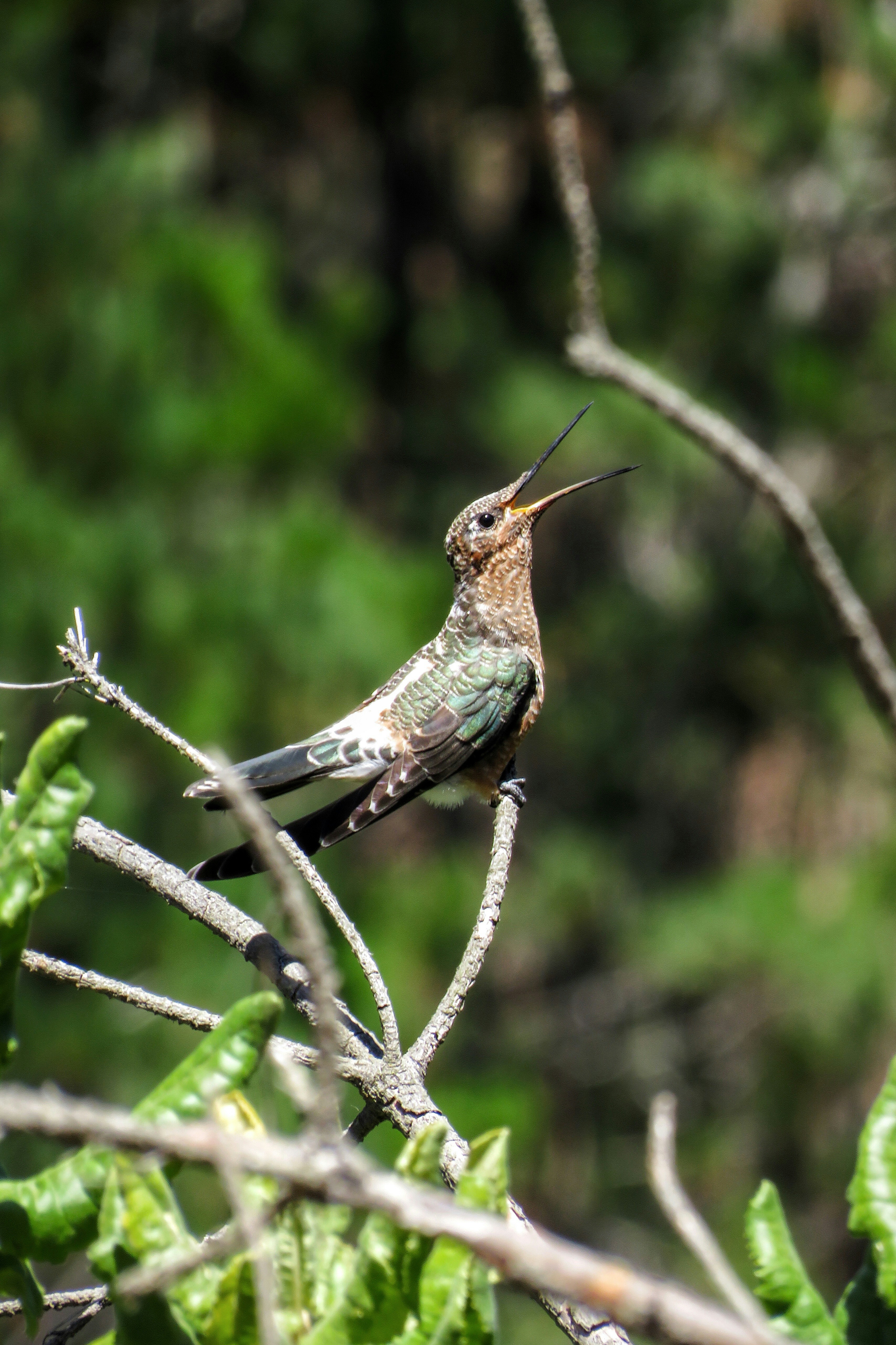 Photo by matiasvillacura