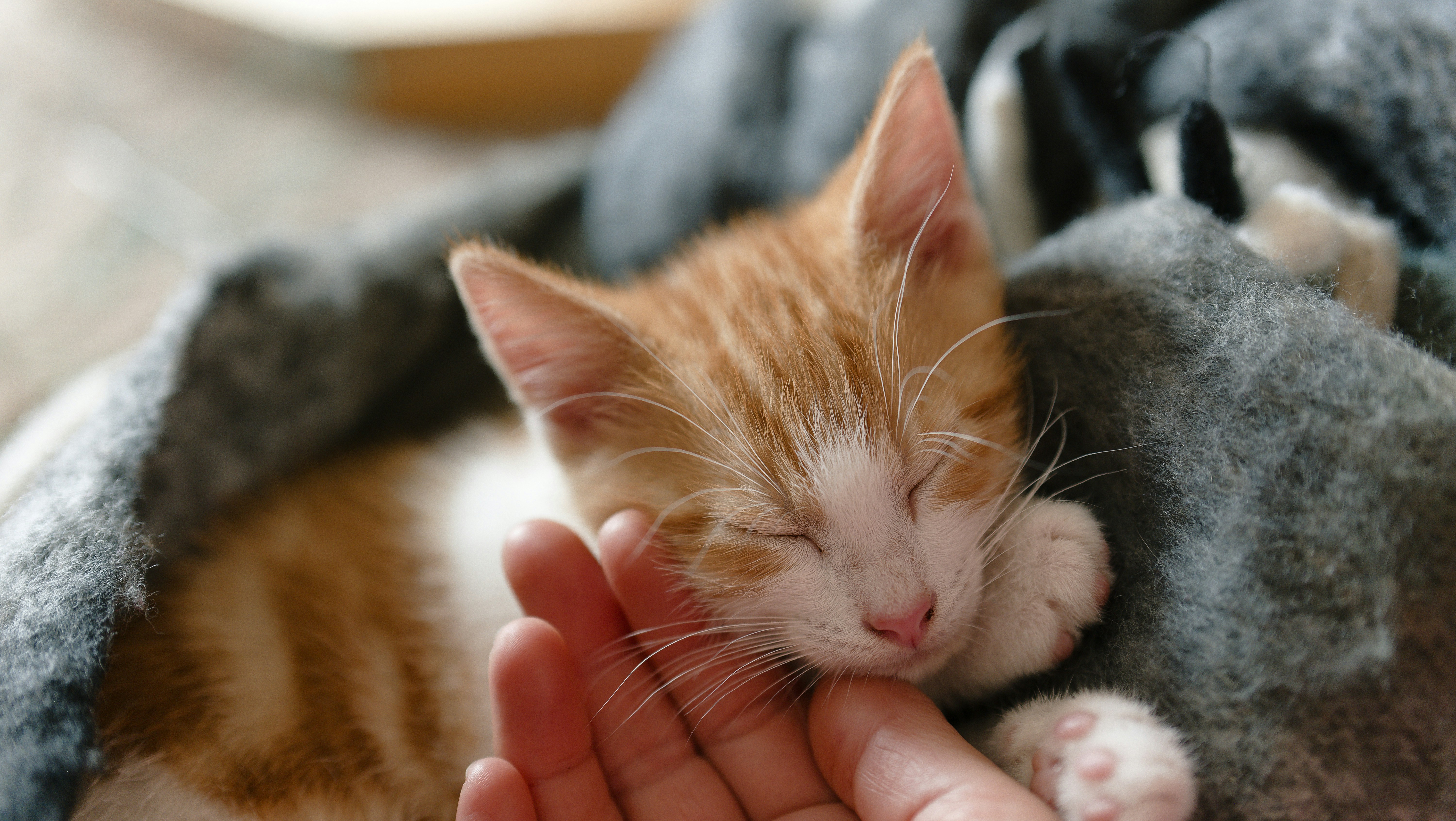 Ako zvieratá pomáhajú zvládať stres