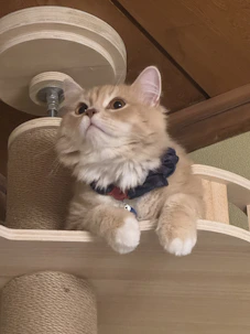A fluffy ginger kitten wearing a blue bow tie.