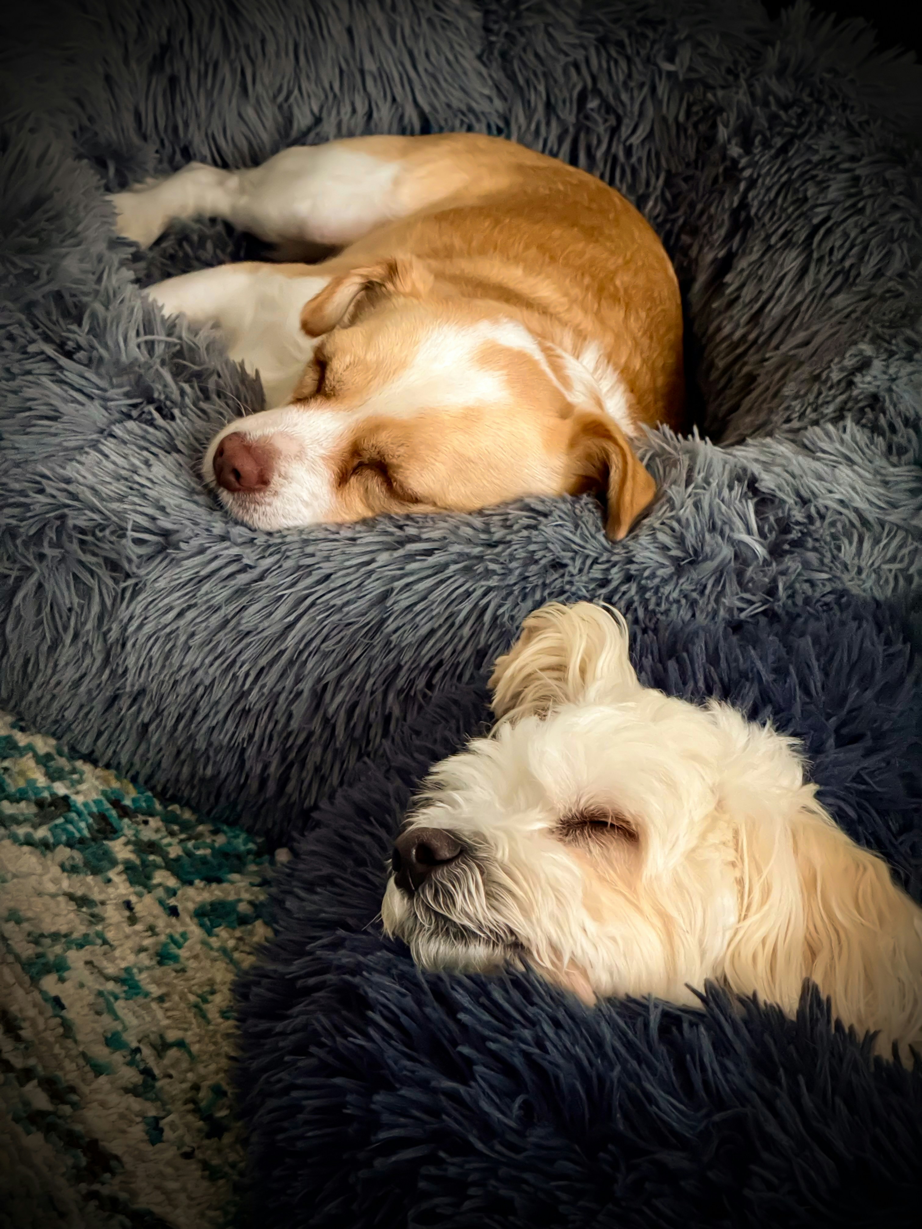 Dos perros durmiendo plácidamente en camas mullidas. foto – Imagen de  Cachorro gratuita en Unsplash, image size:3000x4000