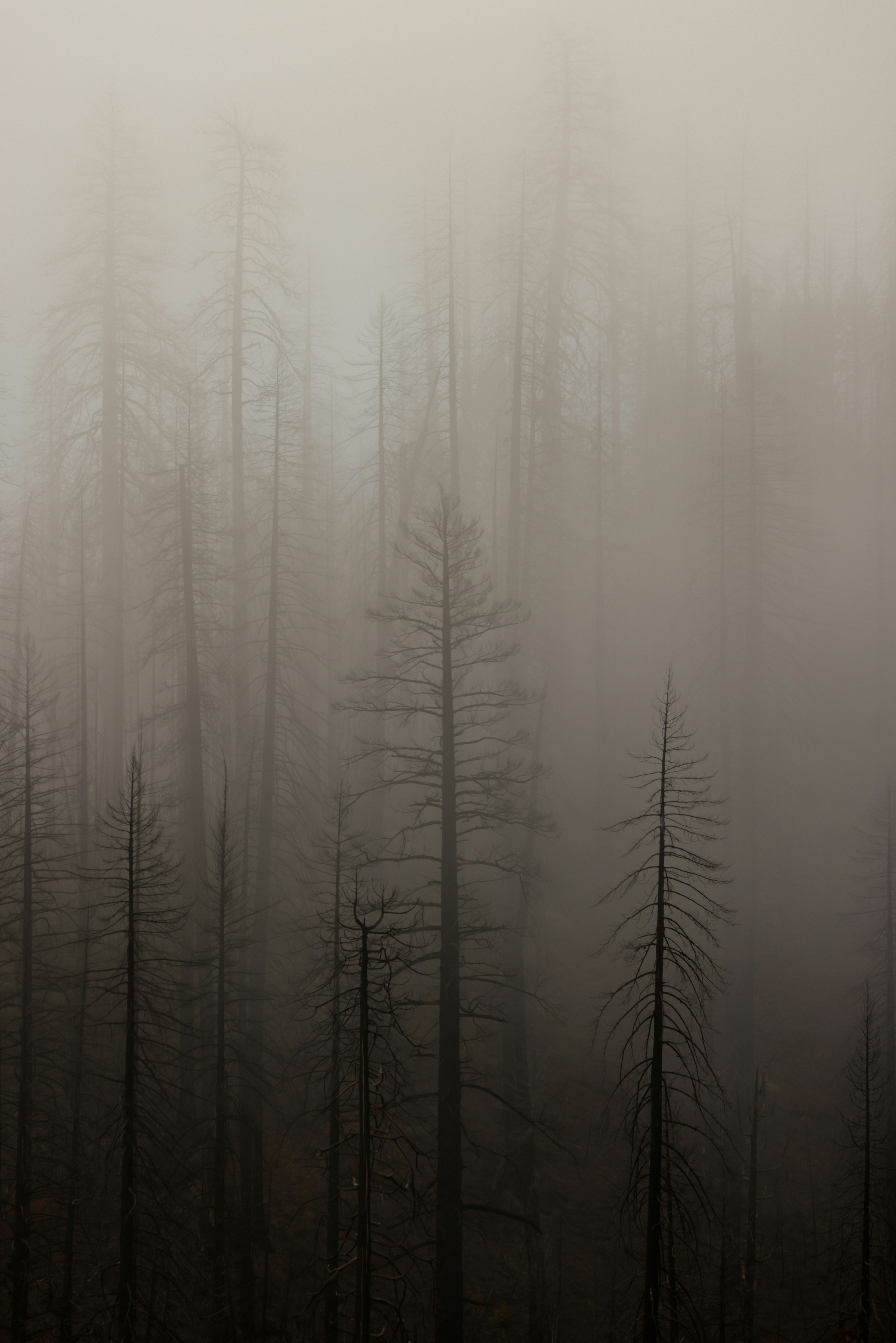 Bare trees shrouded in dense fog