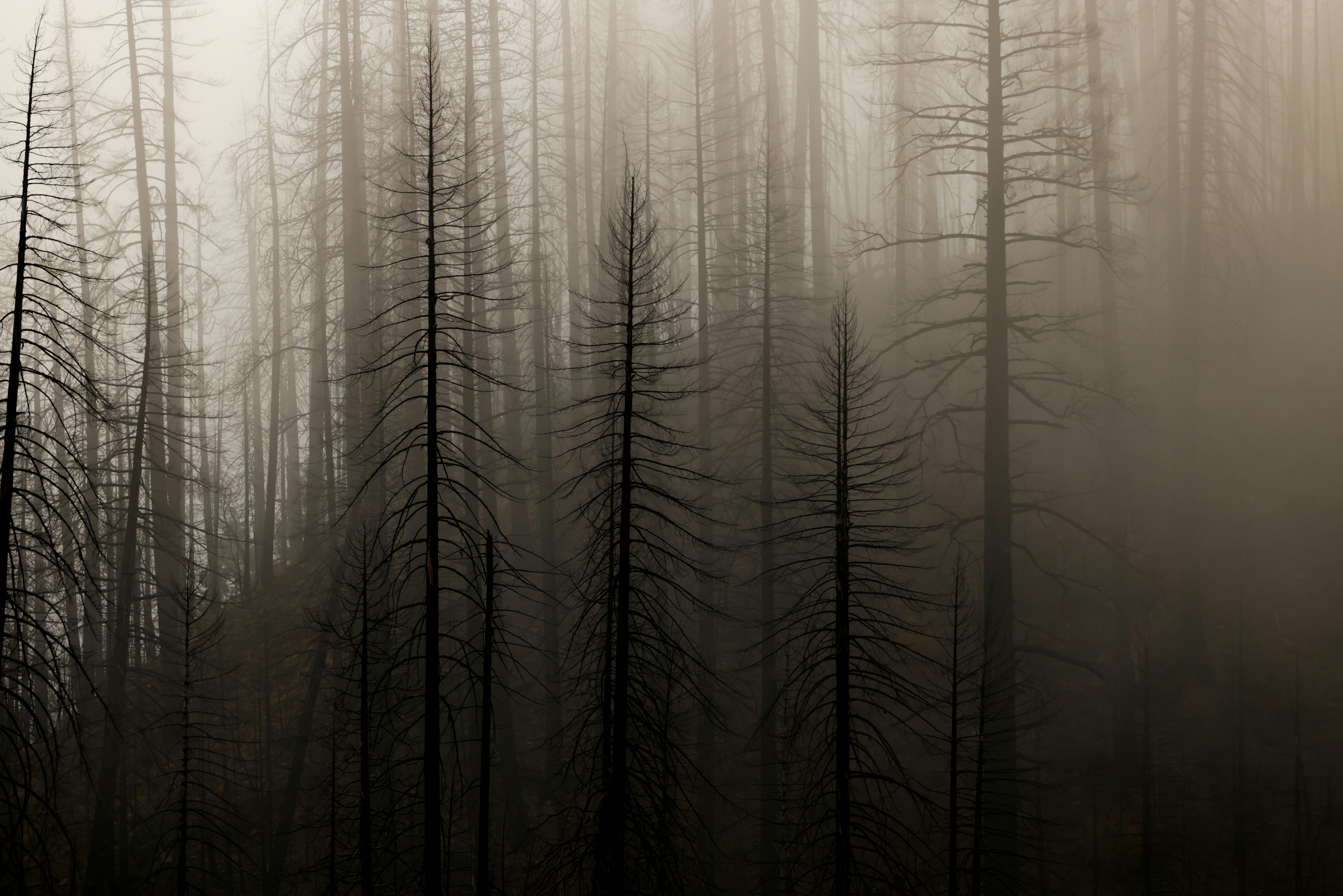 forest wildfire landscape, wallpaper, Camping During Wildfire Season: A Safety Guide 3