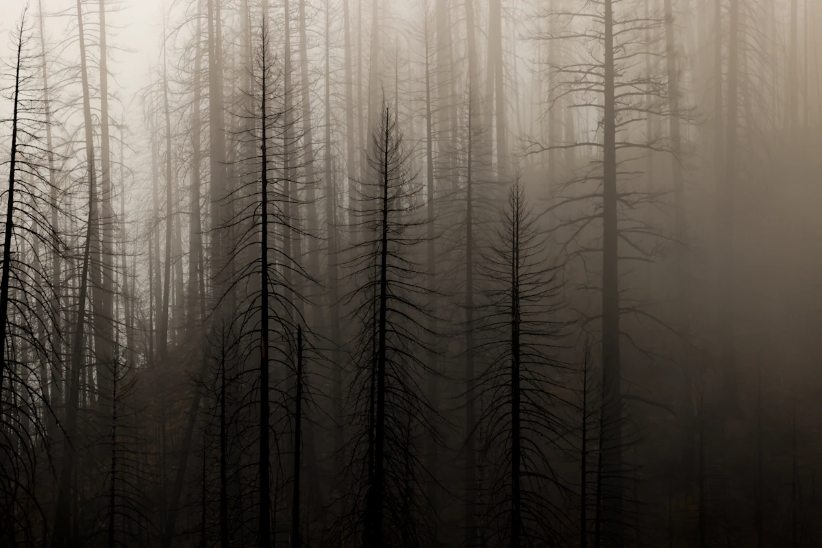 Bare trees in a misty, foggy forest