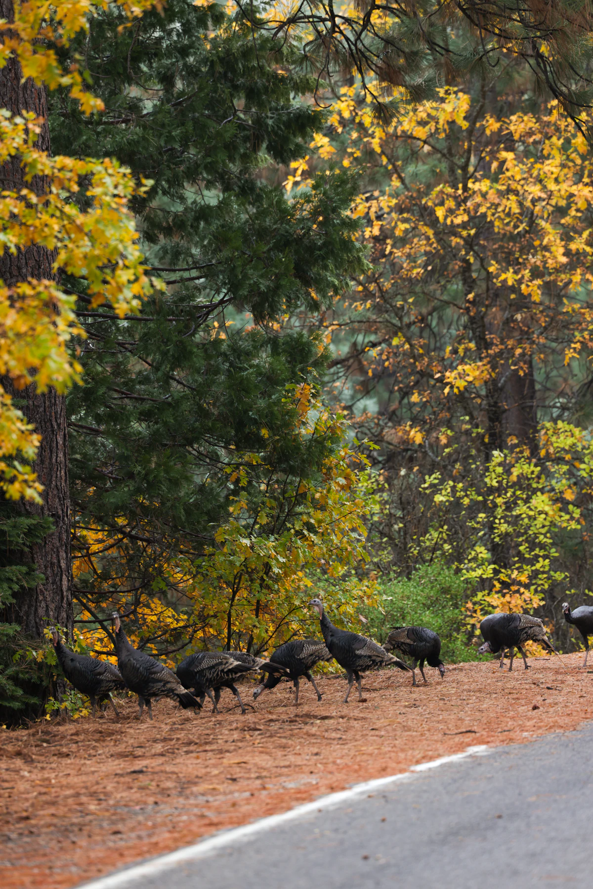 Wild turkeys walking along the pine-needle shoulder of a road near Quincy, under yellow autumn leaves
