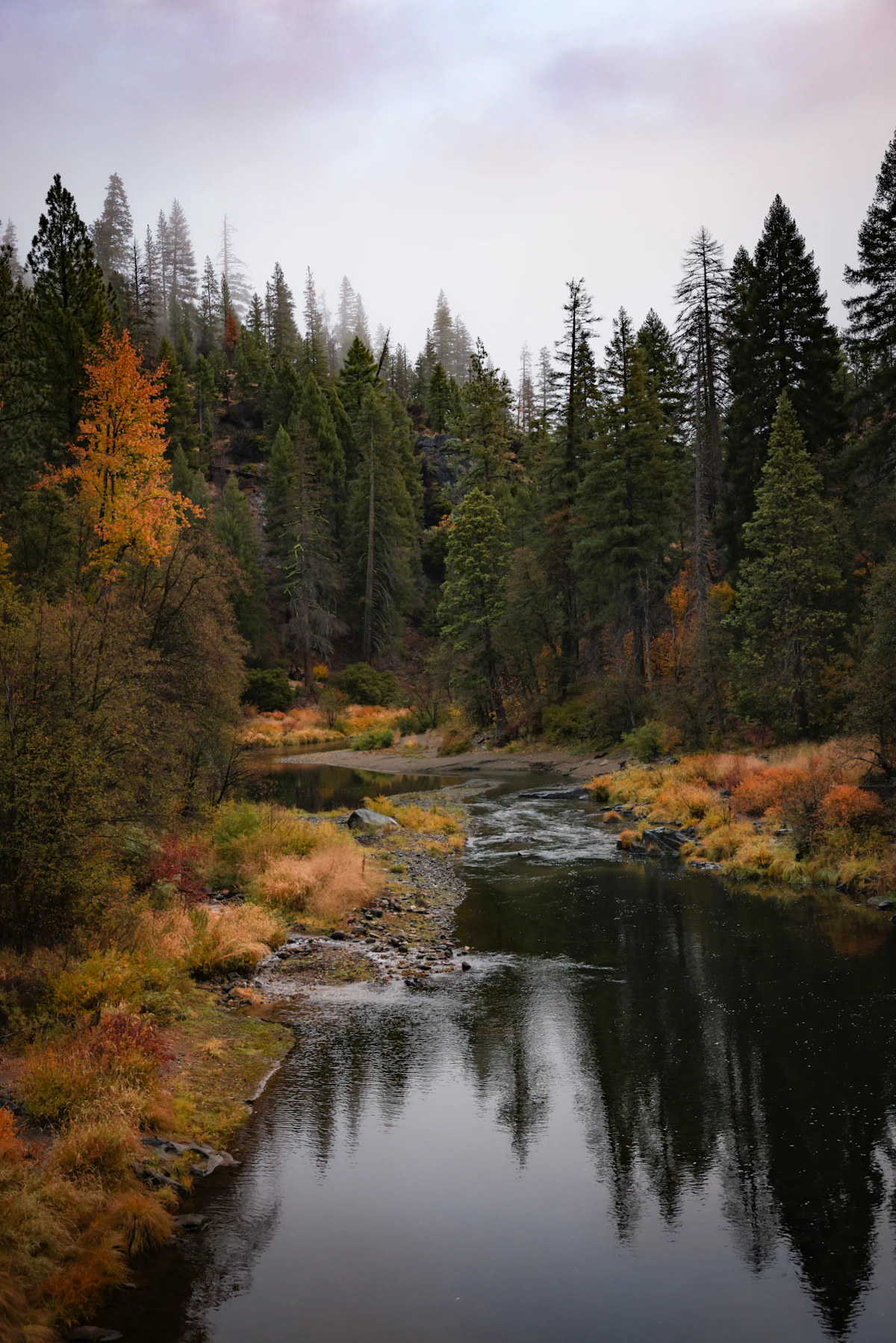 A creek running over rocks below a pine forest with autumn color near Quincy