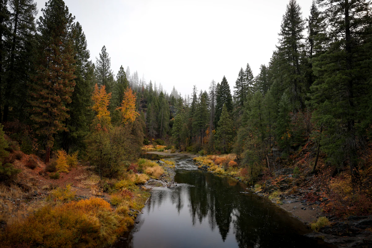 A calm river between pines and orange autumn brush near Quincy, California