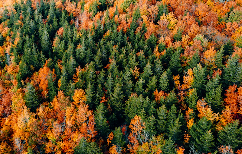 Autumn forest canopy blazing in shades of green and orange.