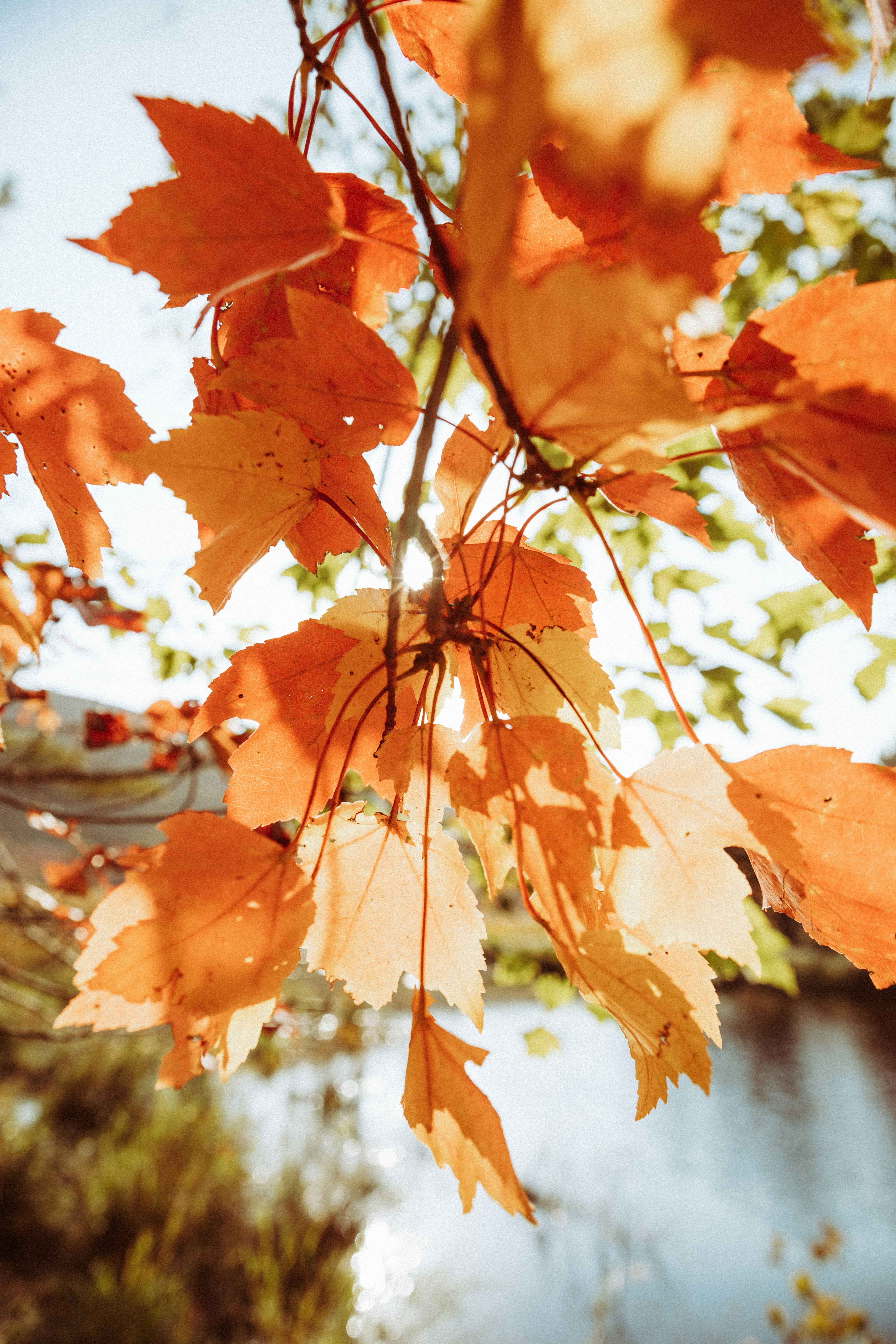 Close-up of bright orange autumn leaves on a branch.
