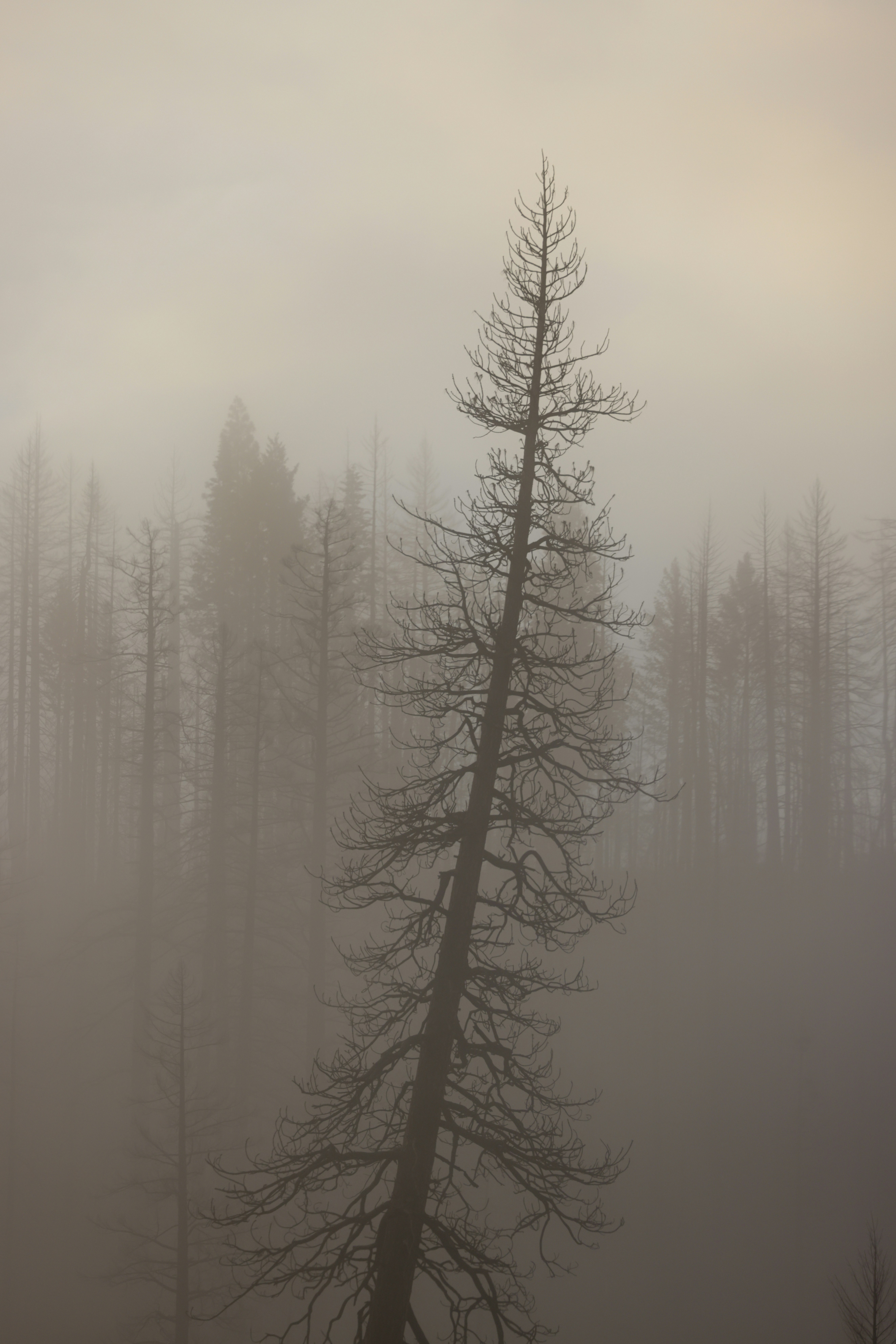 forest wildfire landscape, wallpaper, Camping During Wildfire Season: A Safety Guide 4