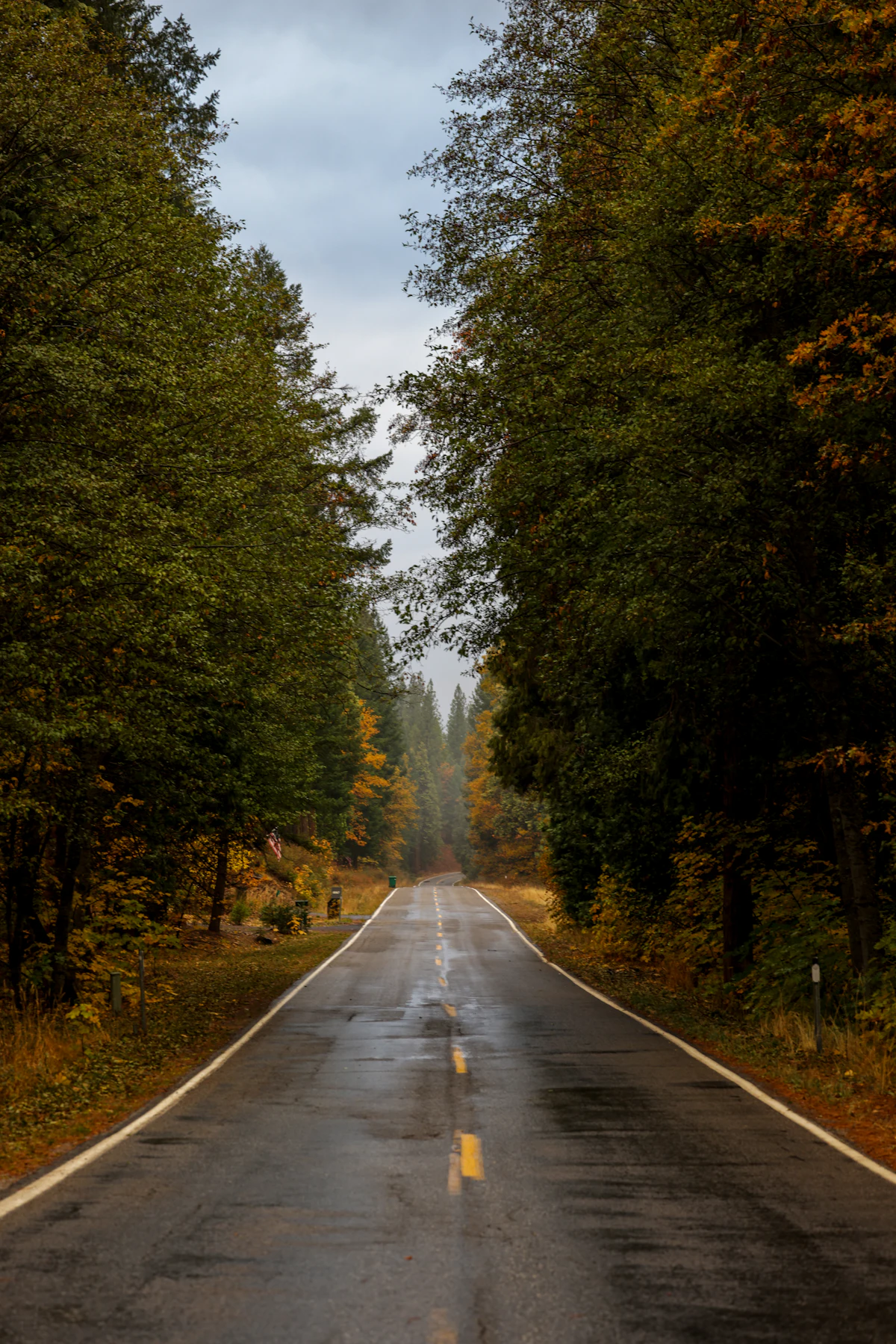 A wet two-lane road through tall pines and yellowing trees near Quincy