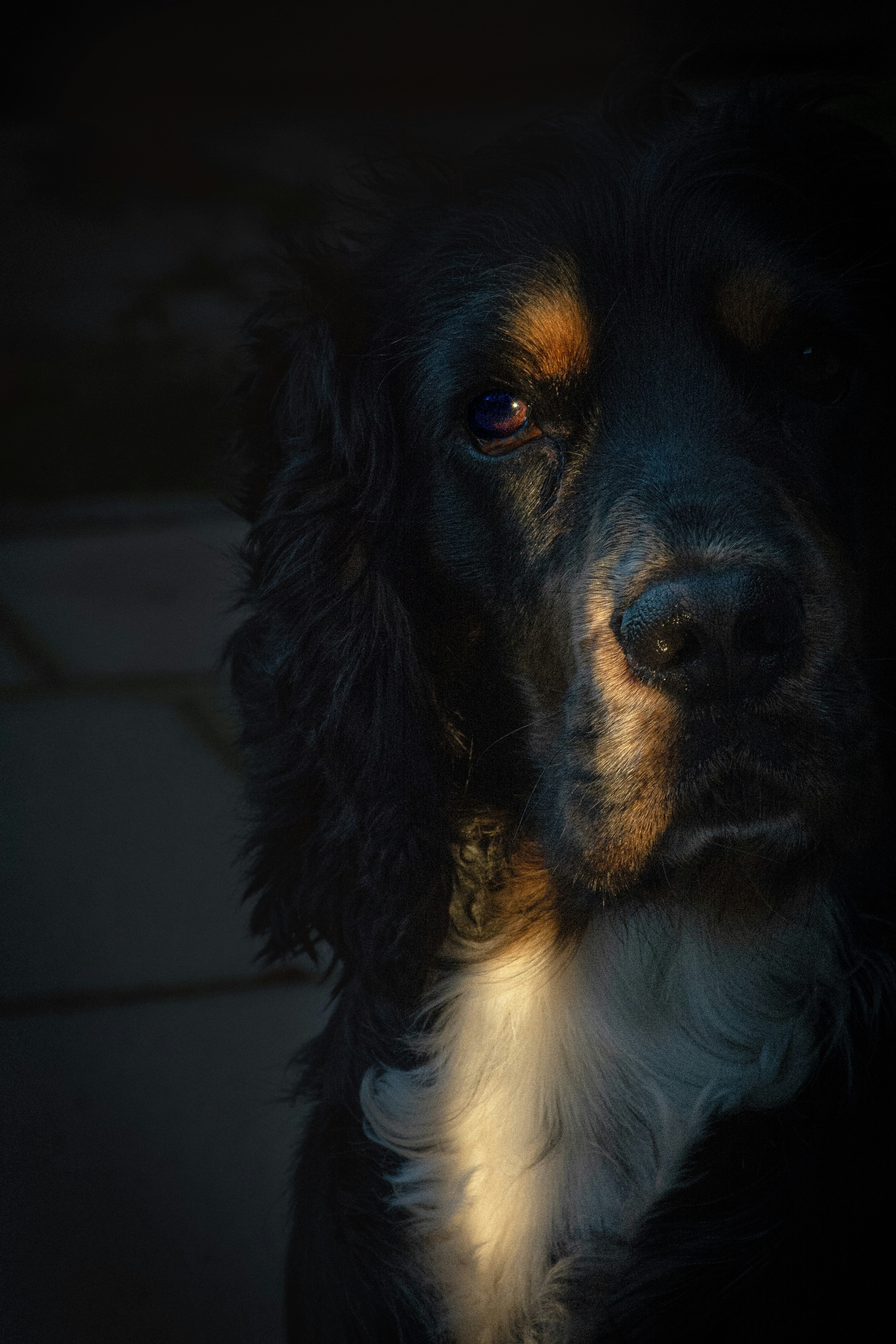 Un chien noir avec la lumière du soleil sur le visage.