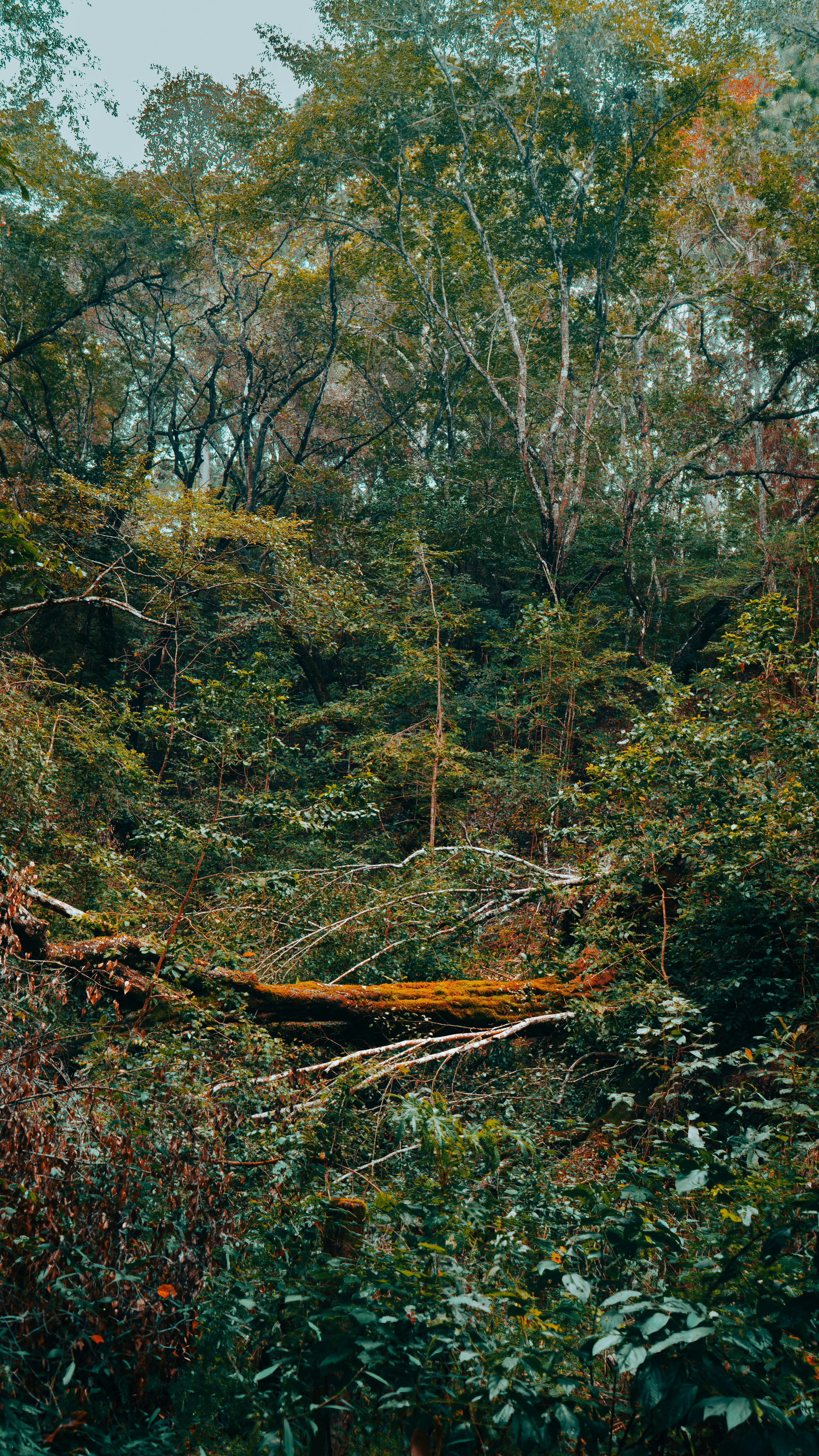 Photo by claudio_alba