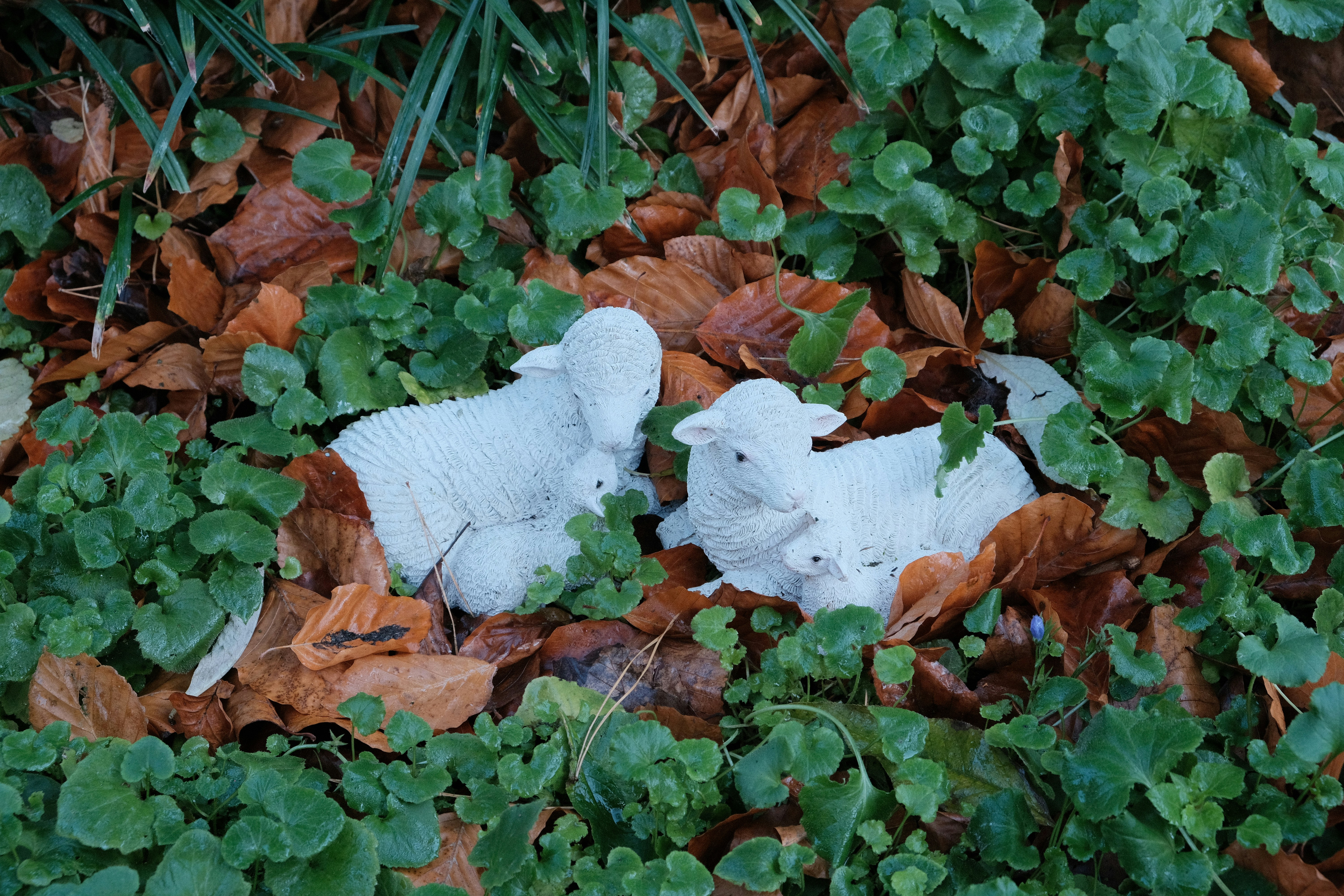 Two white lambs nestled among green leaves and brown foliage.