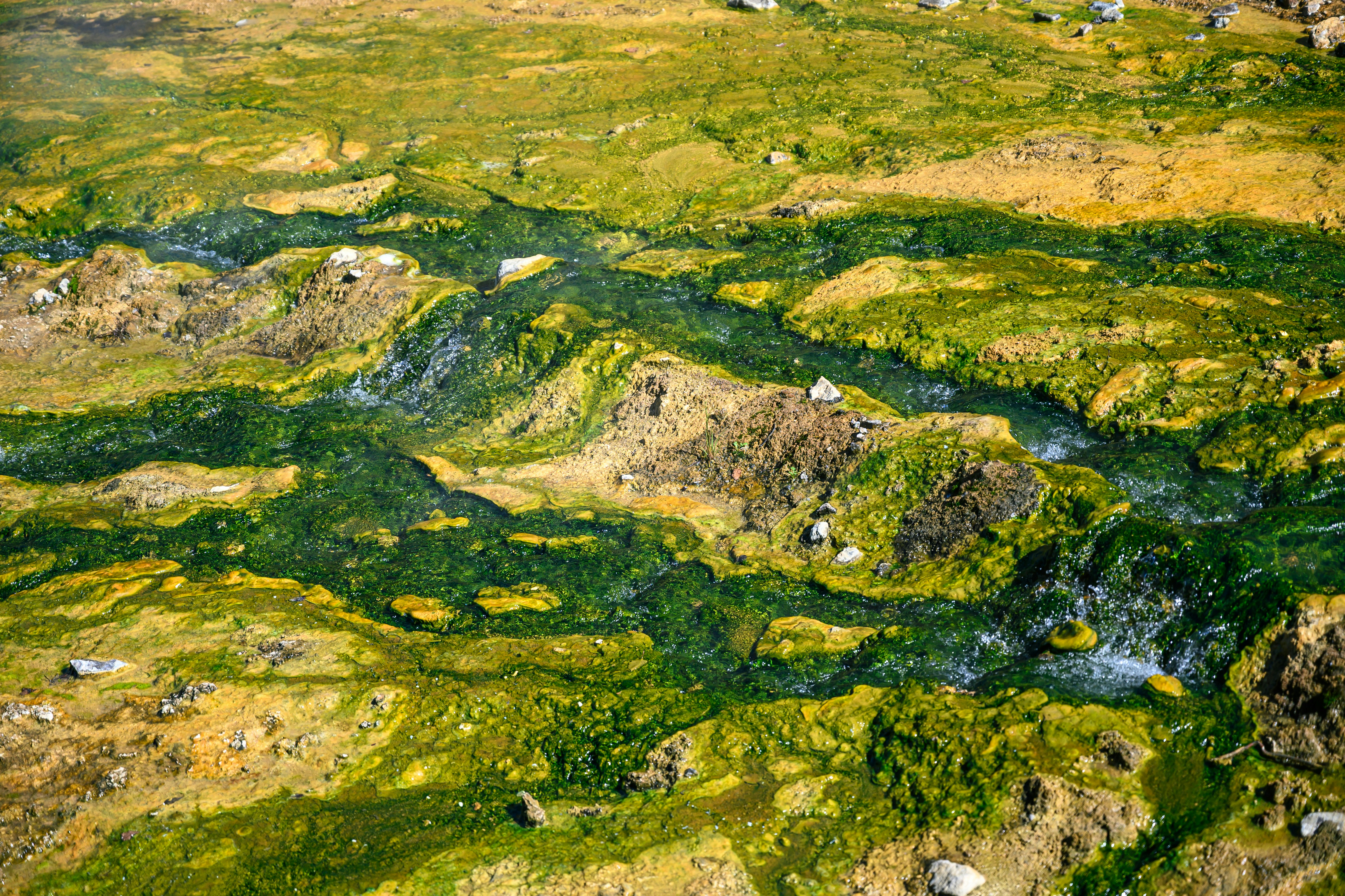 Green algae and water flow over rocks