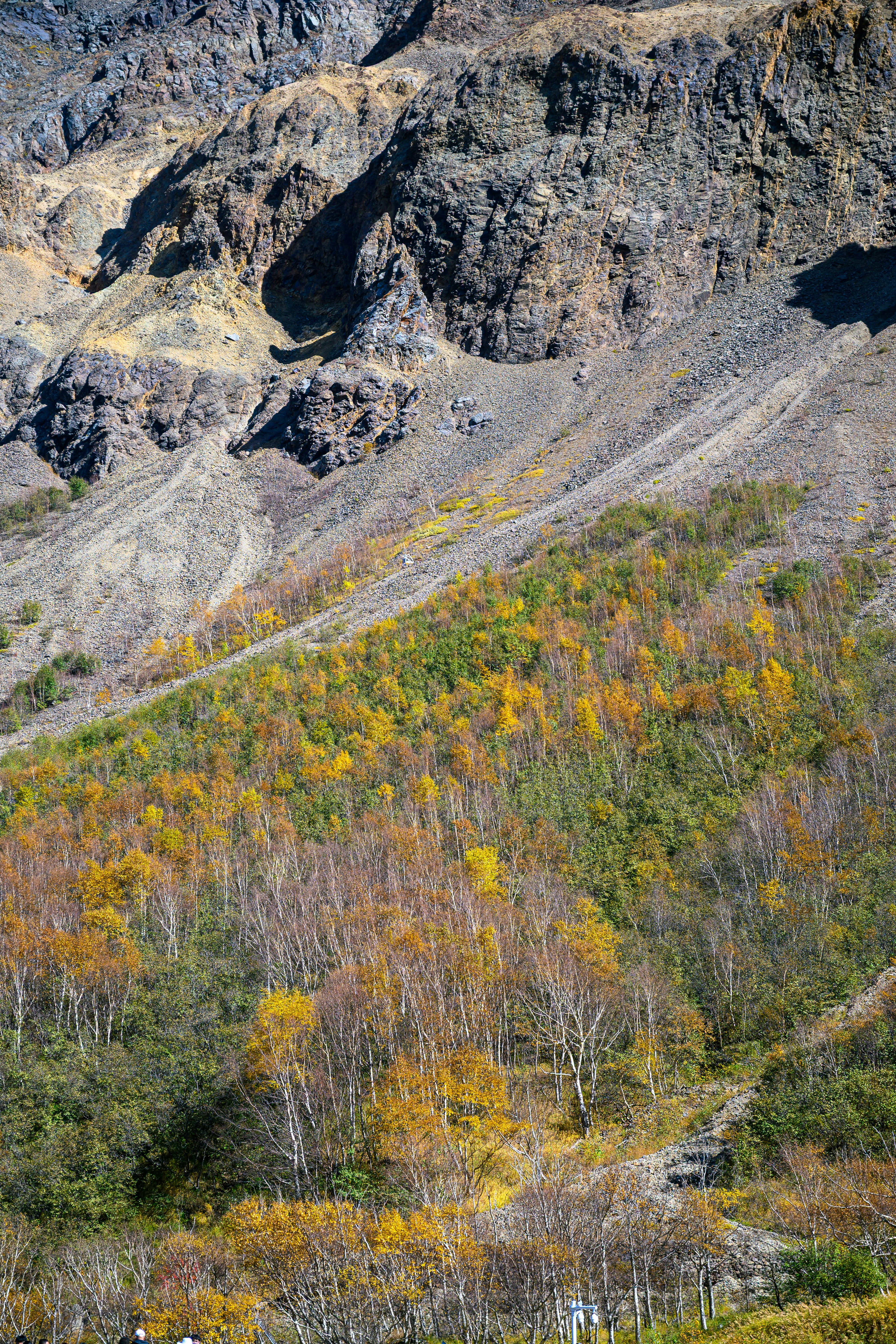 Autumn trees on a rocky mountainside