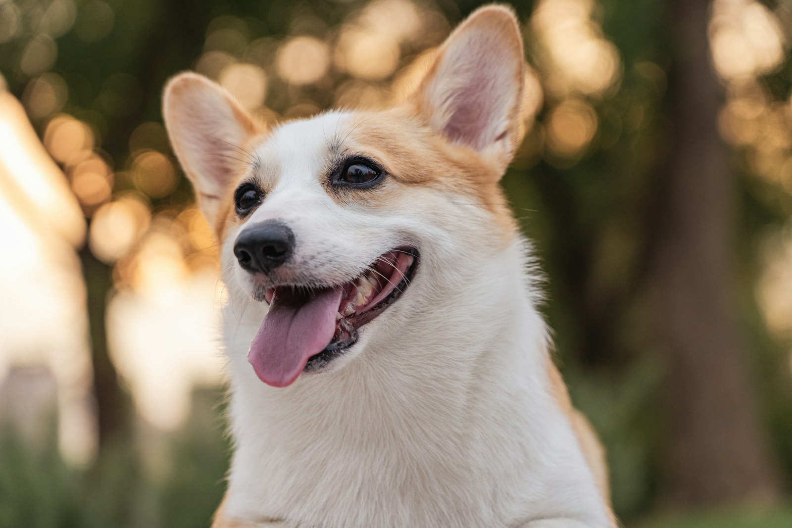 DIY Enrichment for a Corgi (One Hour, Indoor)