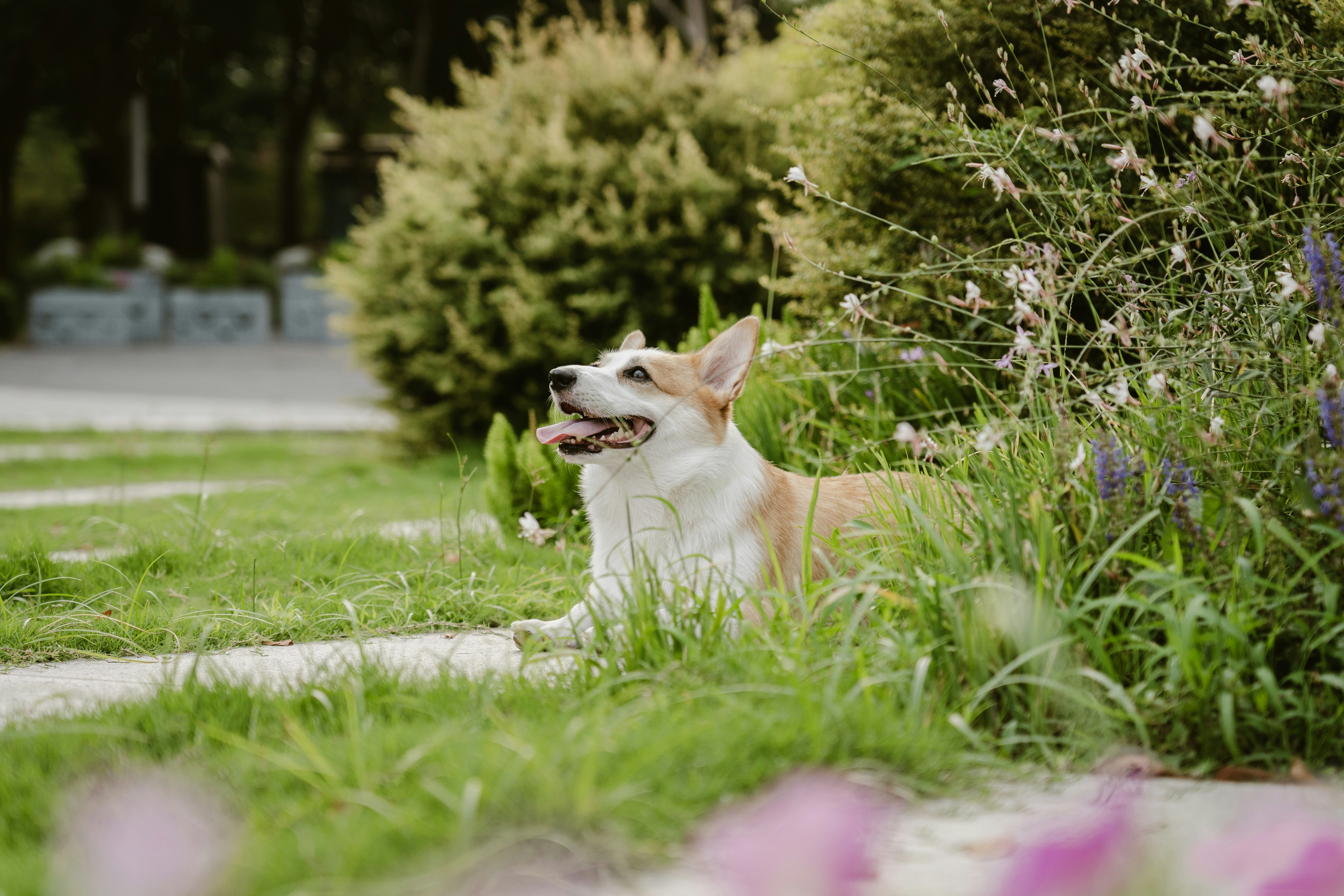 A corgi dog rests in lush green grass.