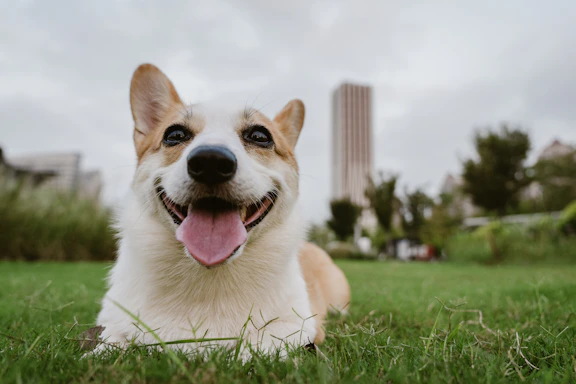 A happy corgi lies on the grass outdoors.