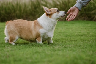 A corgi dog reaches for a human hand on grass.