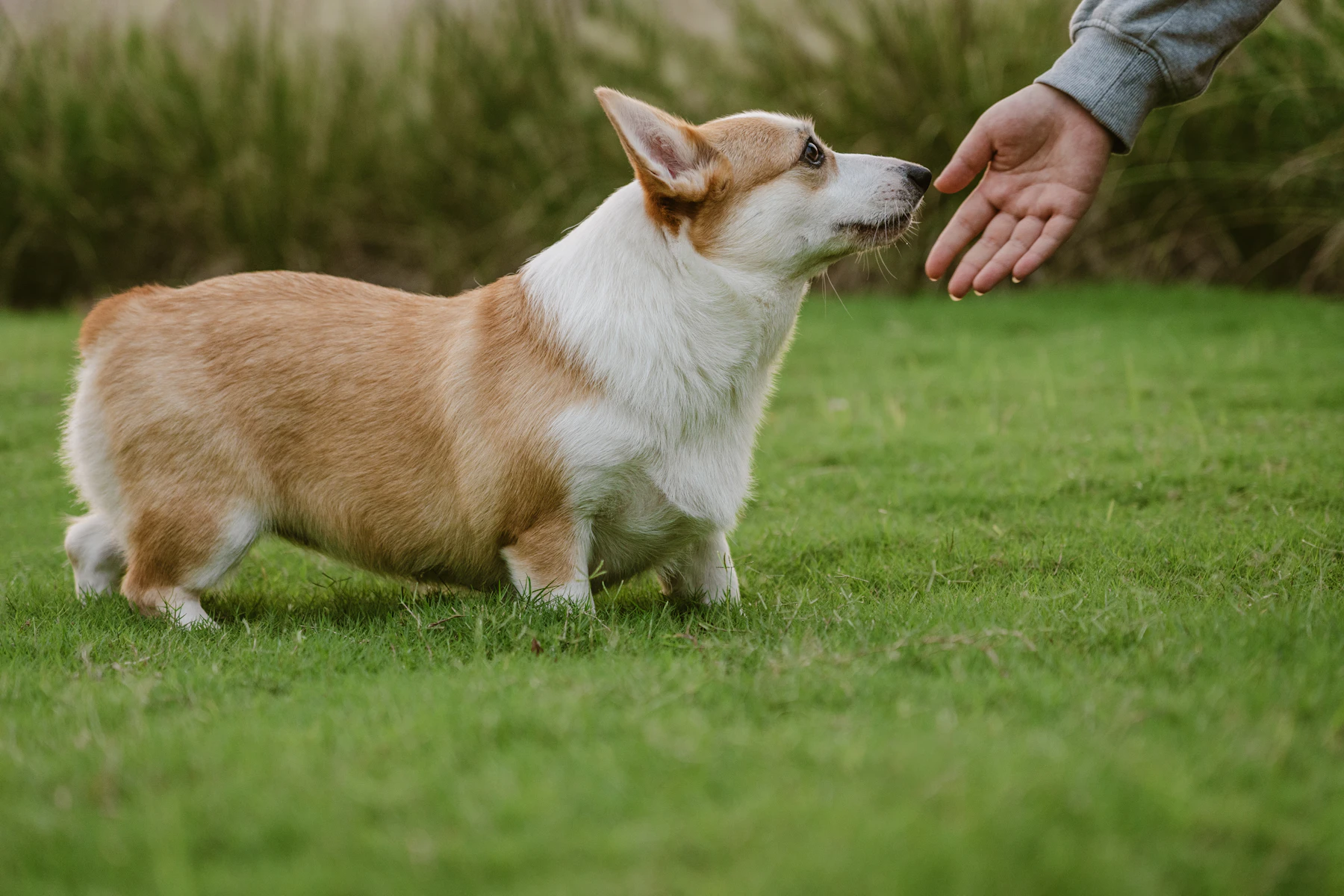 Câine Corgi participând la o sesiune de dresaj cu stăpânul