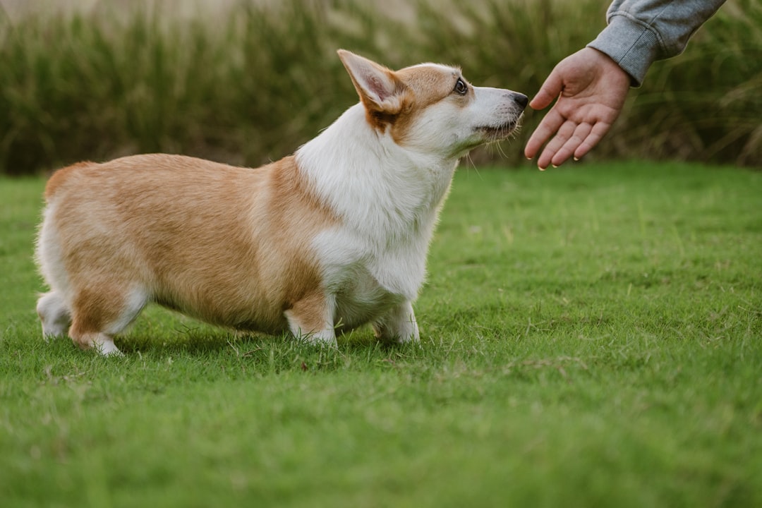 Corgi dog reaching toward owner hand during stay command practice on grass