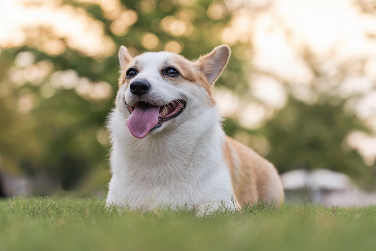 Happy corgi dog lying on green grass