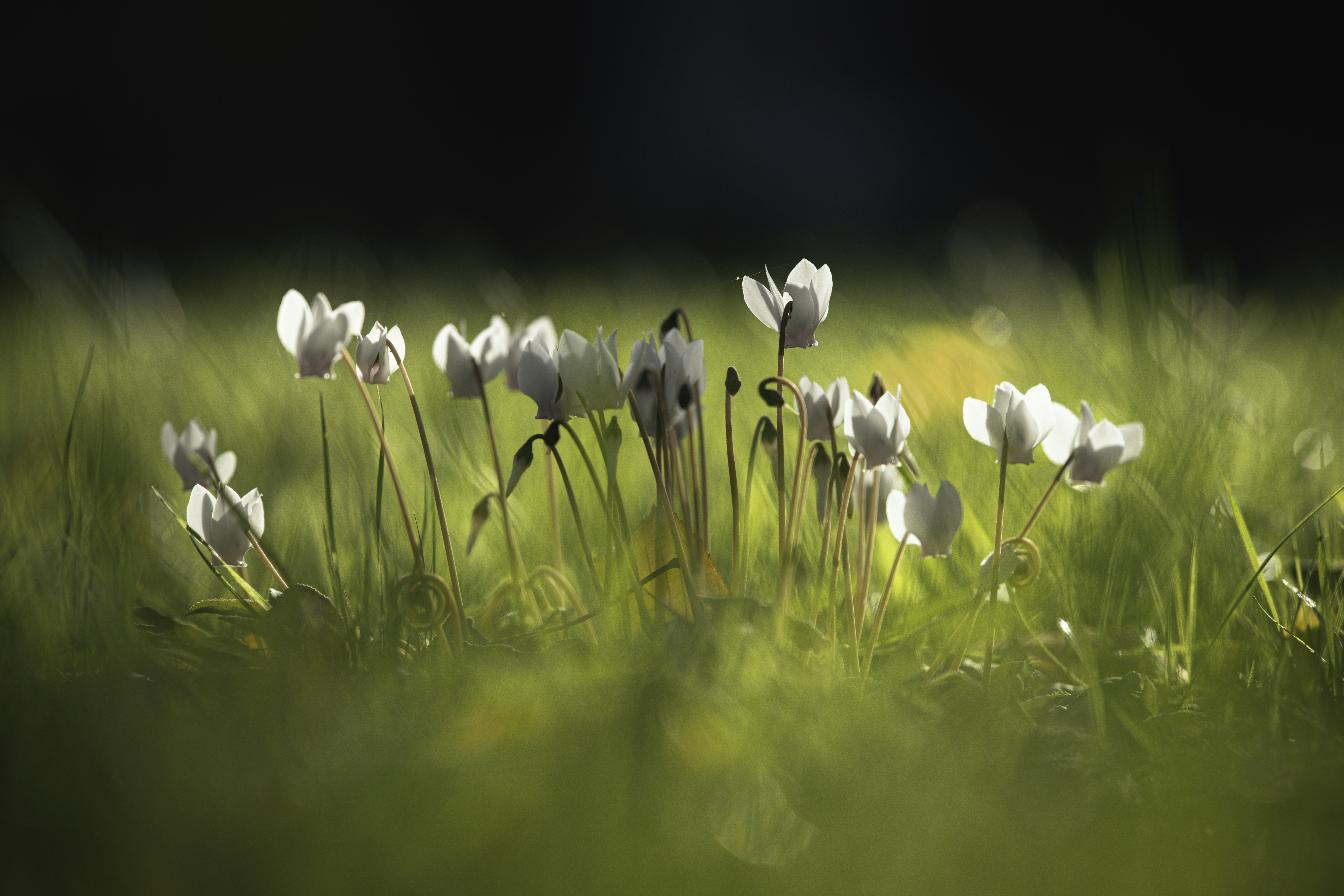 Key Advantages Of LASIK Eye Surgery As Highlighted By Eye Care Professionals