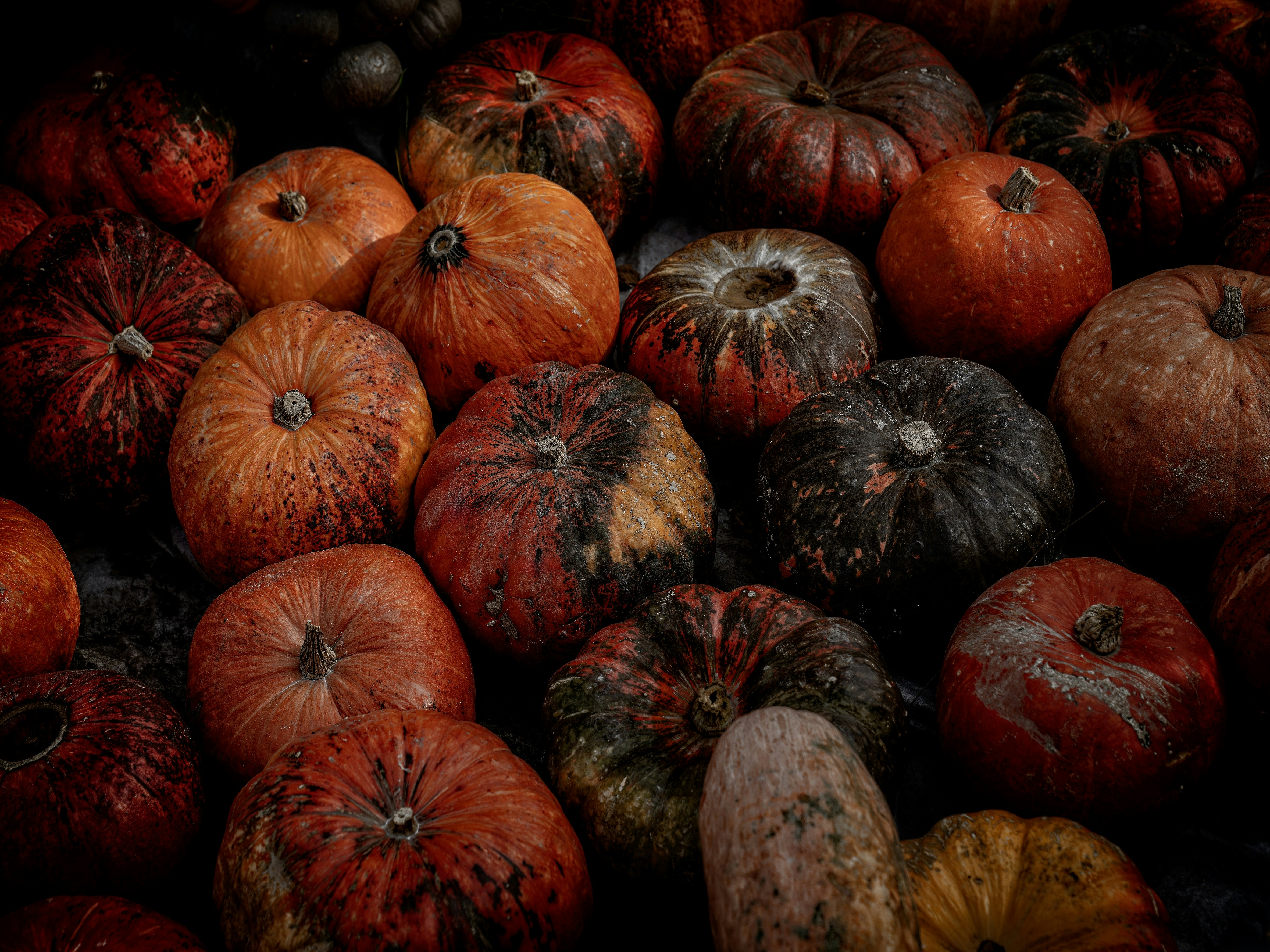 A pile of colorful pumpkins with varied textures.