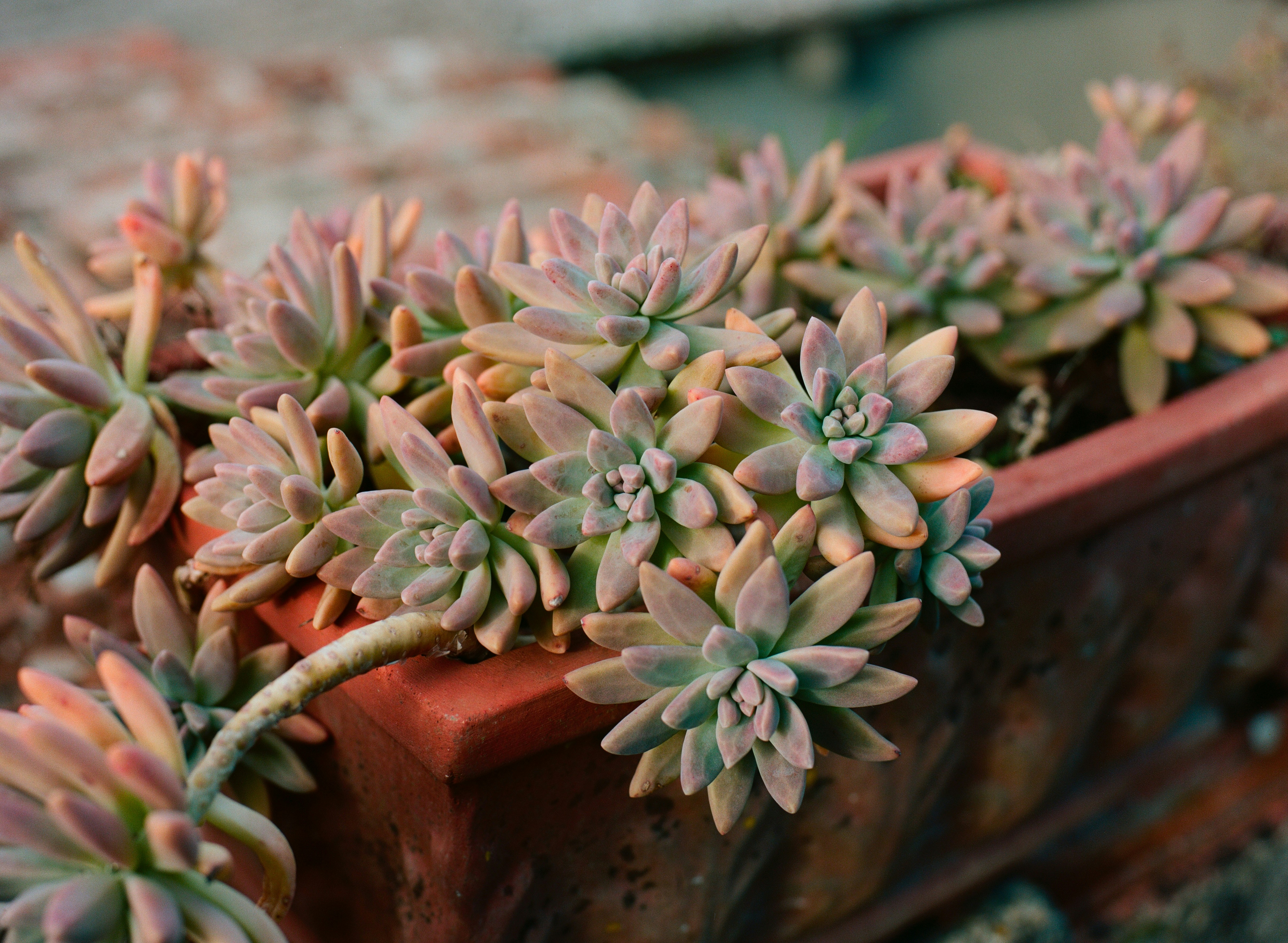 Las suculentas florecen en una maceta oscura. foto – Imagen de Víveres  gratuita en Unsplash, image size:3000x2197