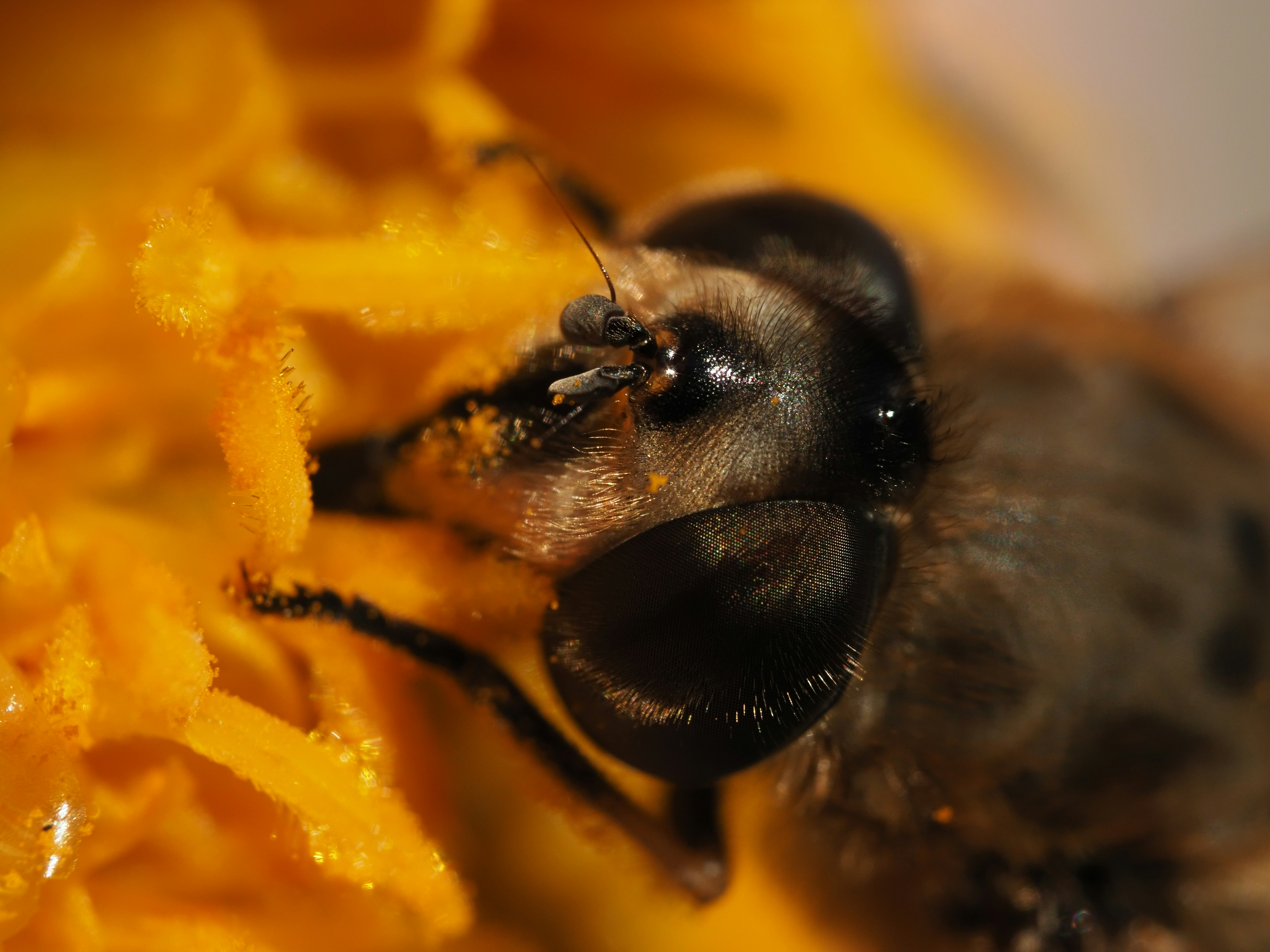 Close-up of a fly on an orange flower