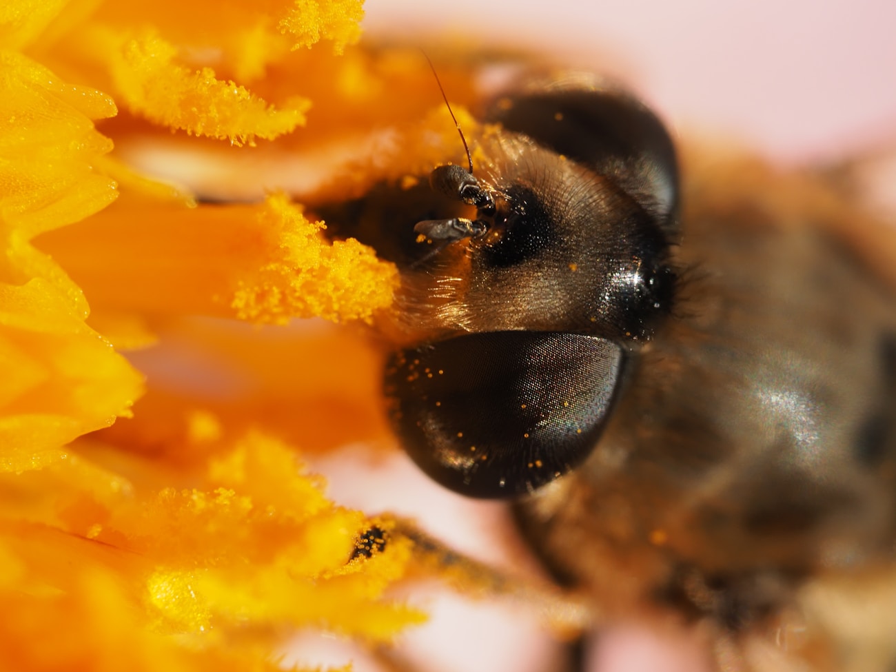 Close-up macro photo of a bee on a flower with precise manual focus