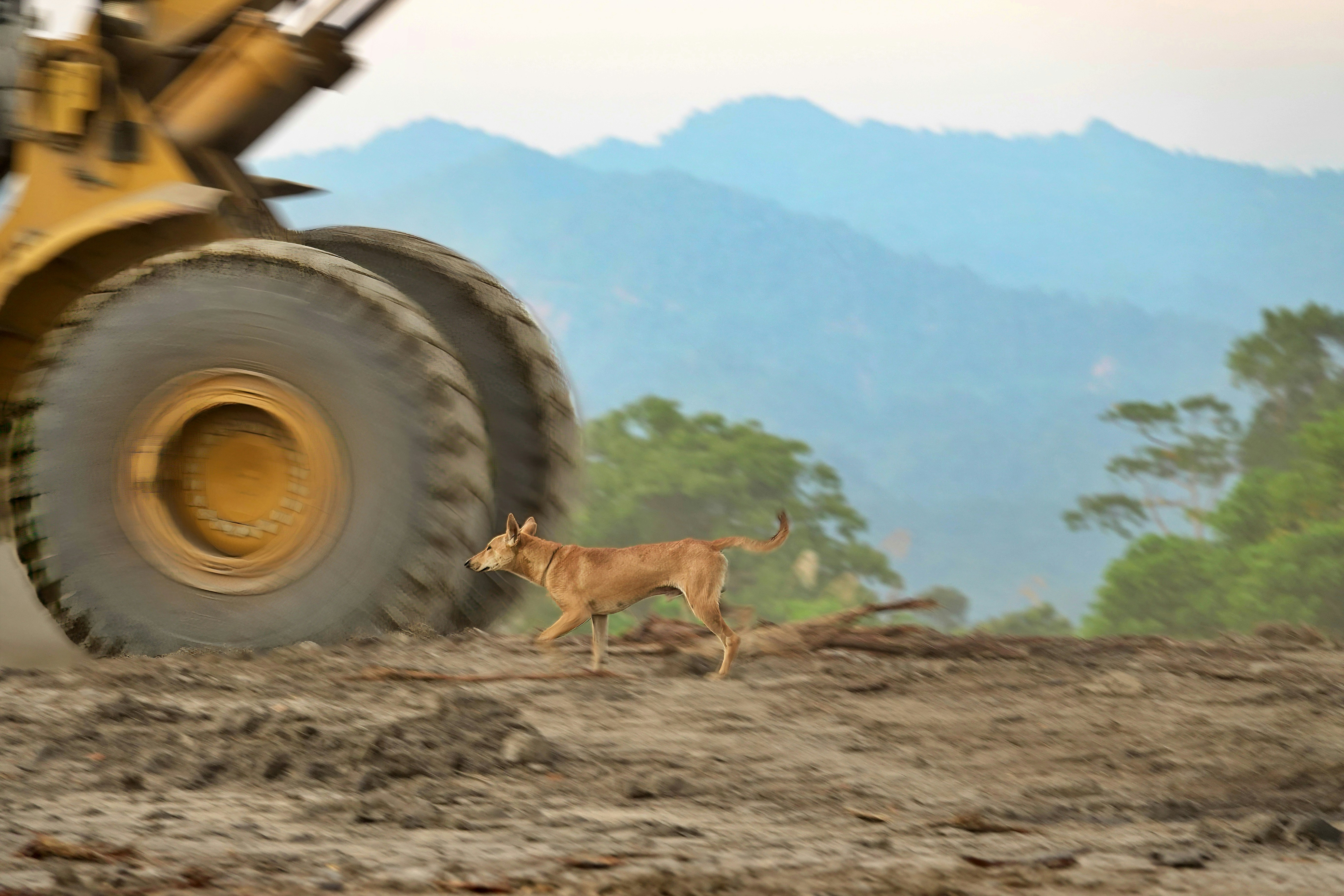 Stay on Top of Your Dog’s Activity & Health