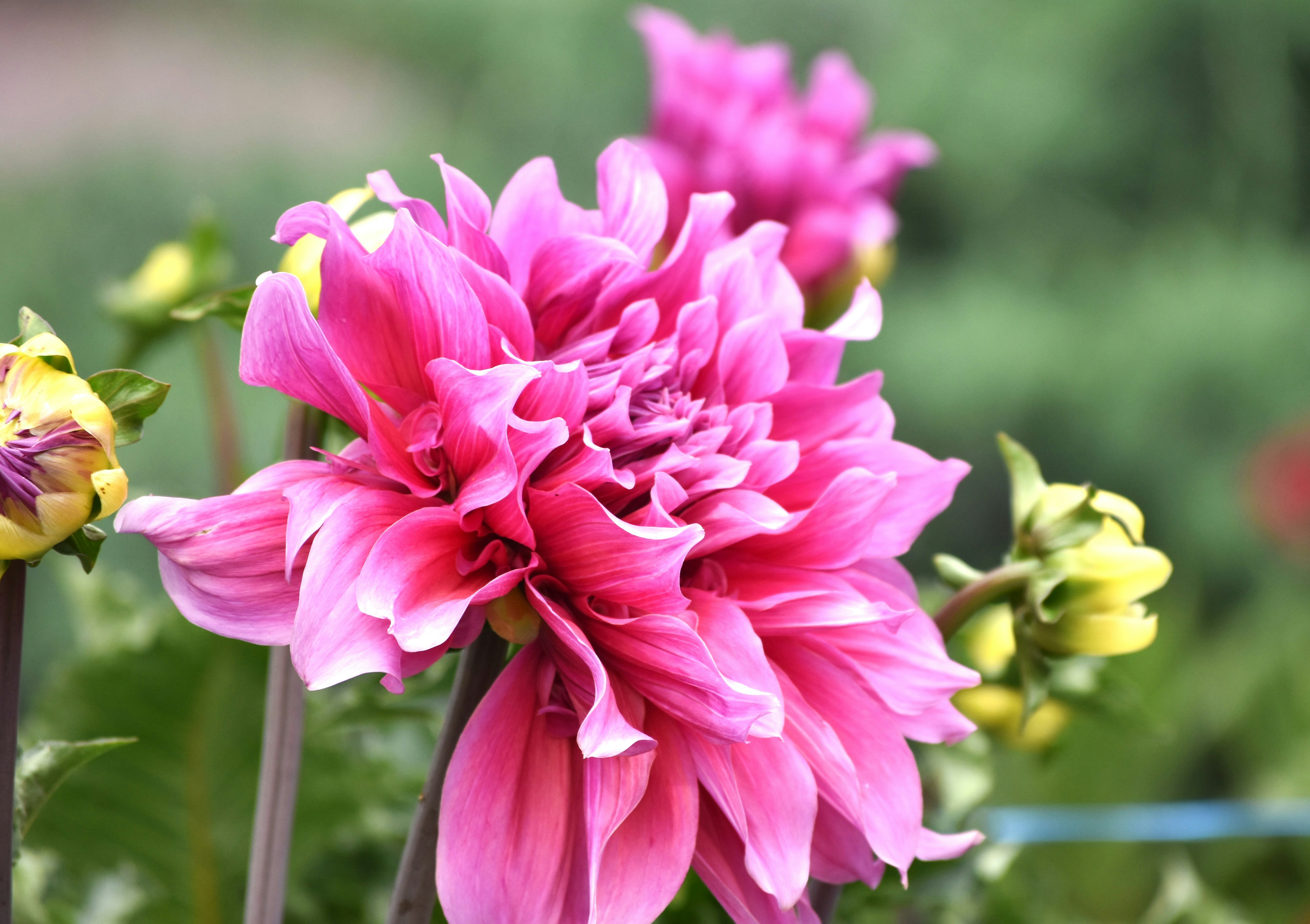 Photo by danielelarosa