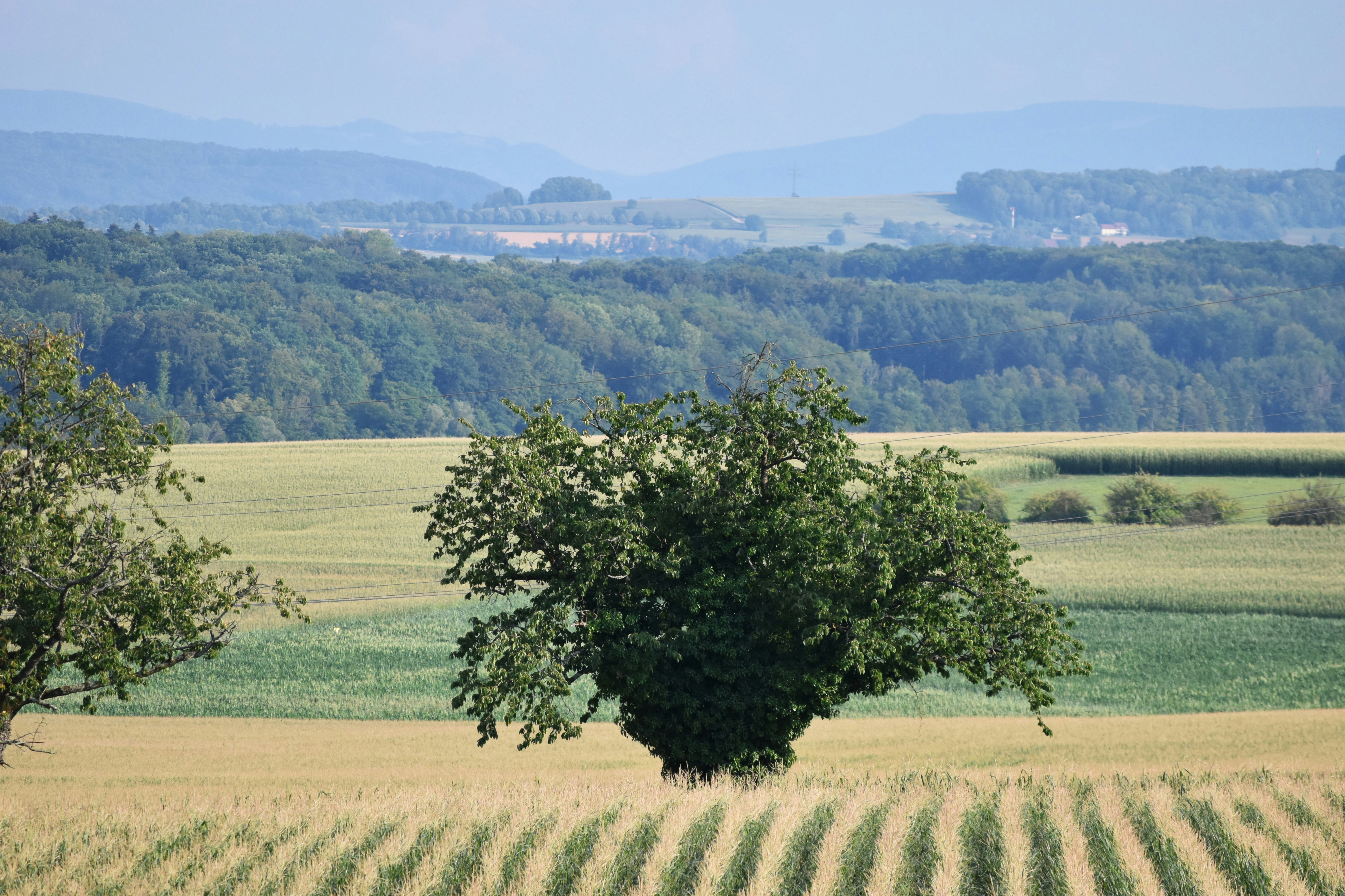 Photo by danielelarosa