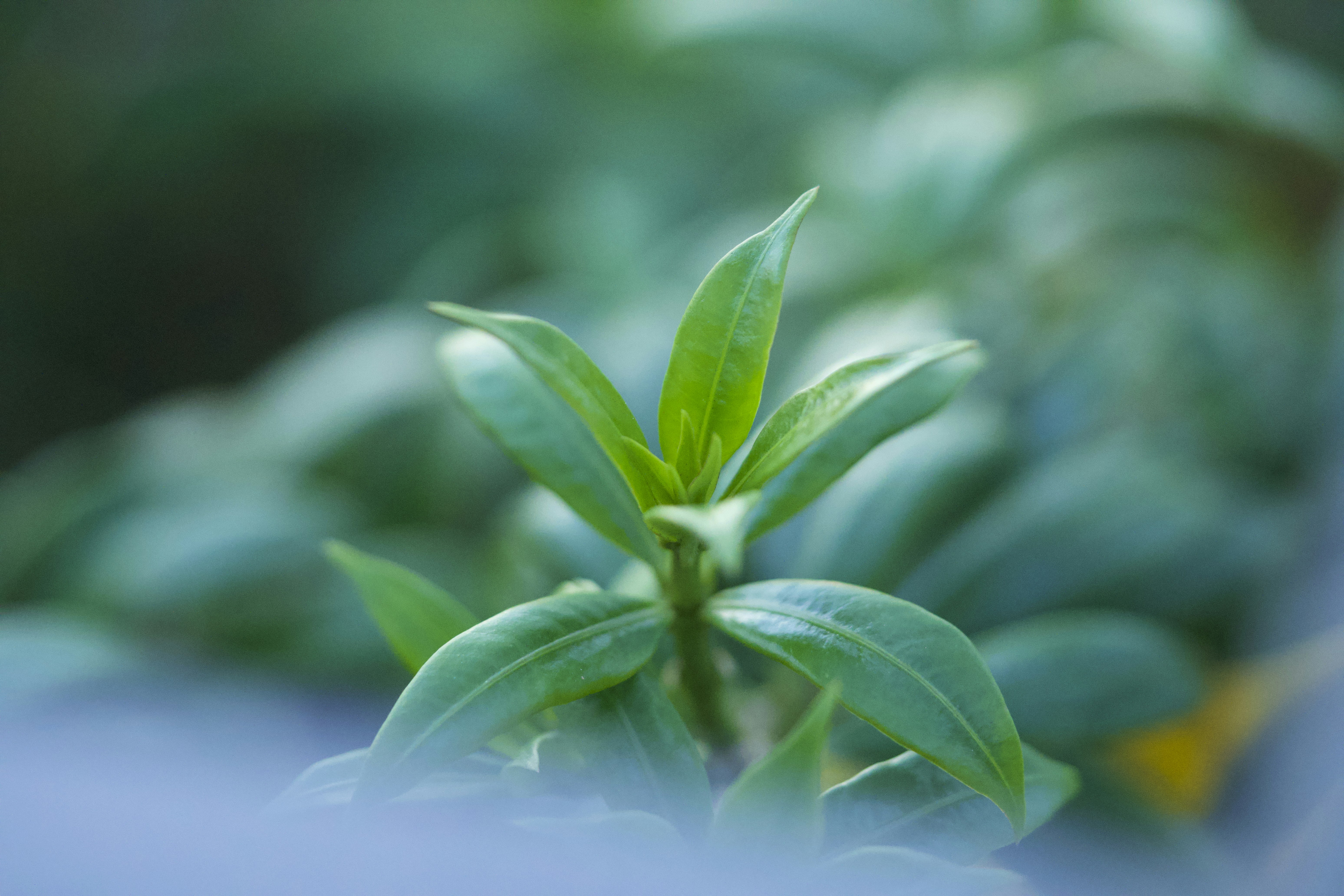 Photo by muscateer777