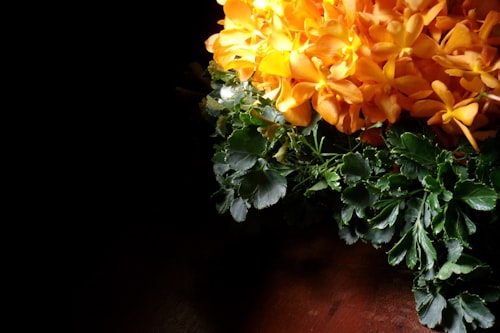 The Constellation Box