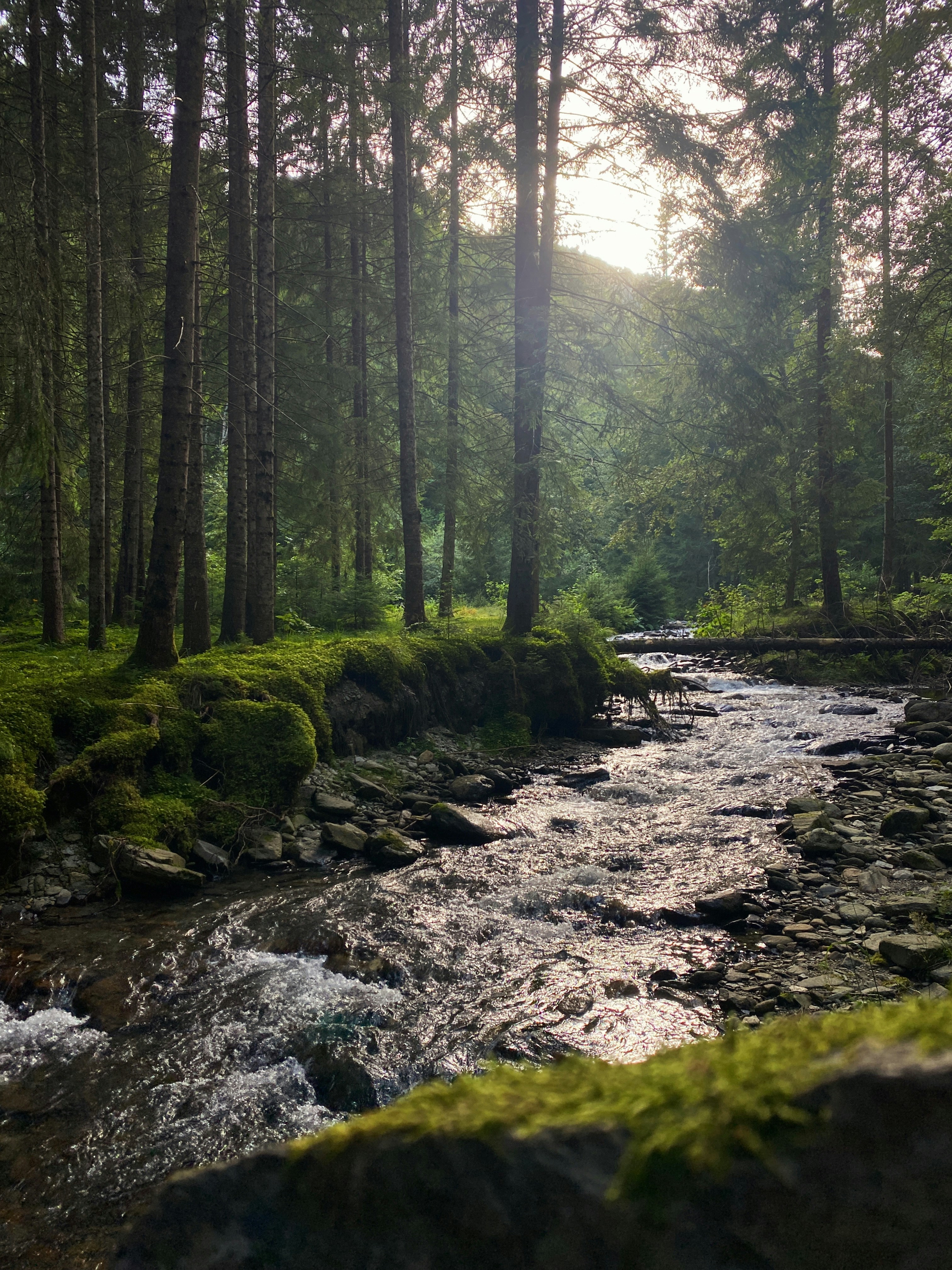 Sunlight streams through a mossy forest river.