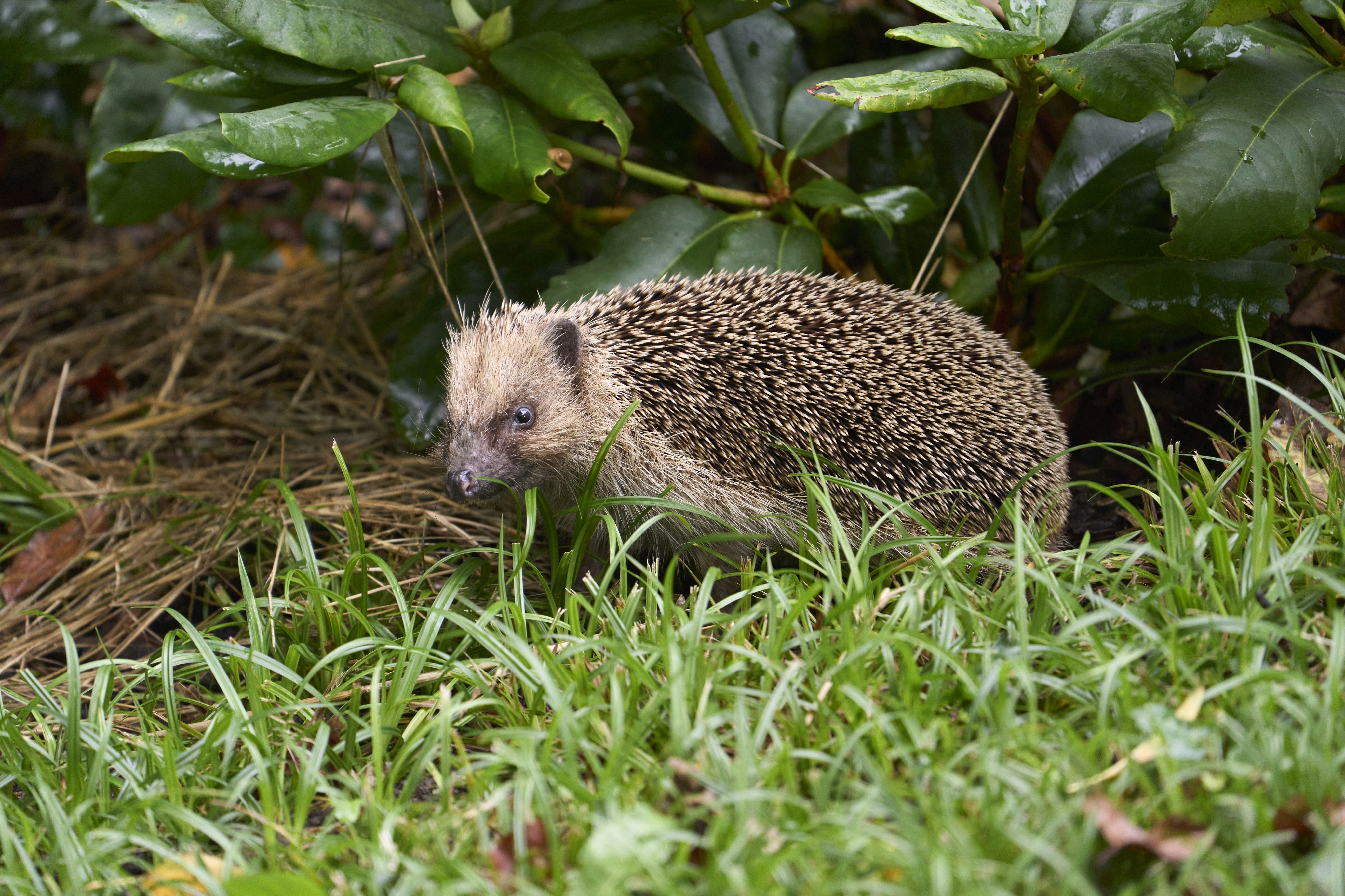 A hedgehog walking through grass and leaves