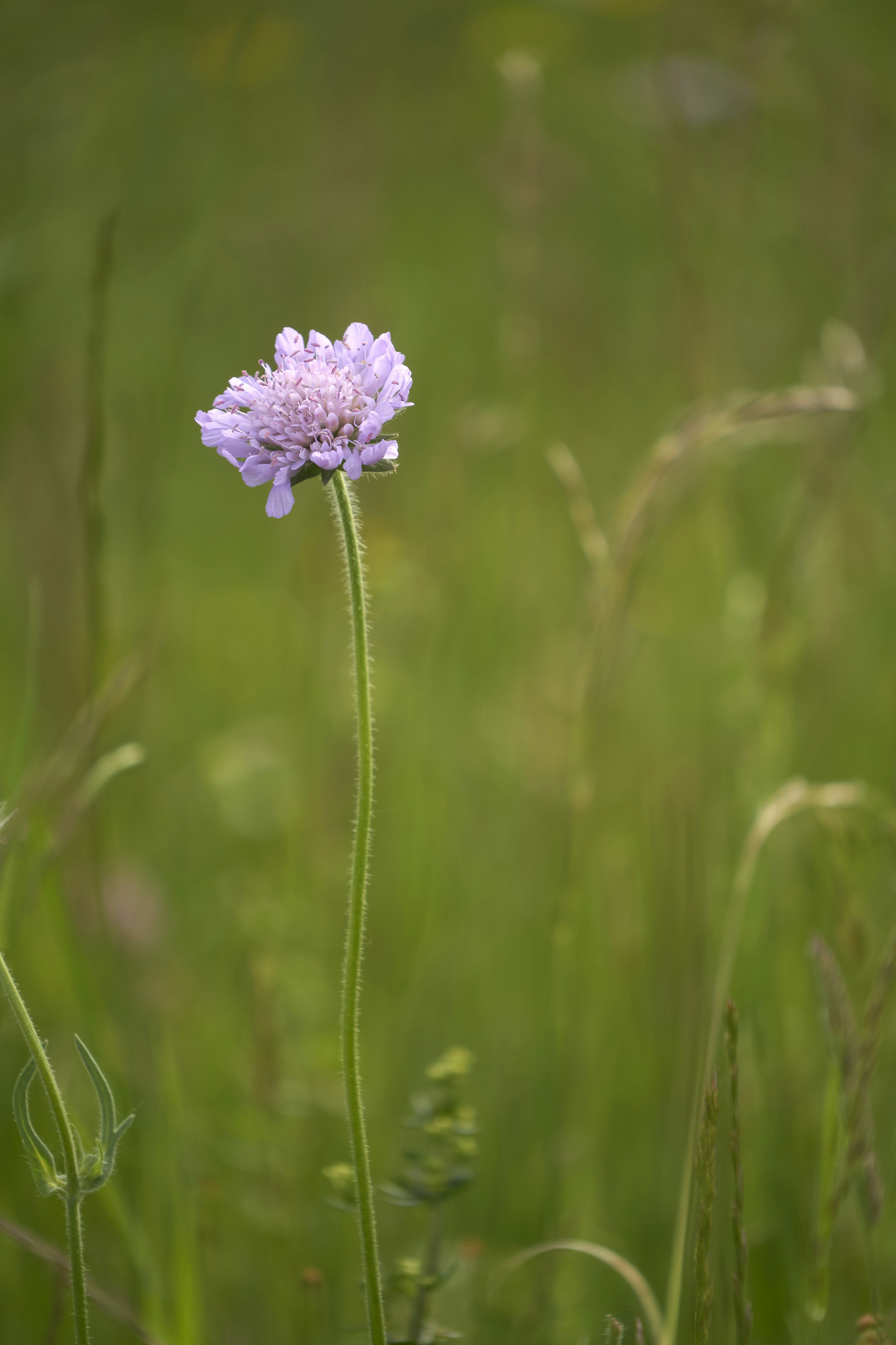 Photo by wolfgang_hasselmann