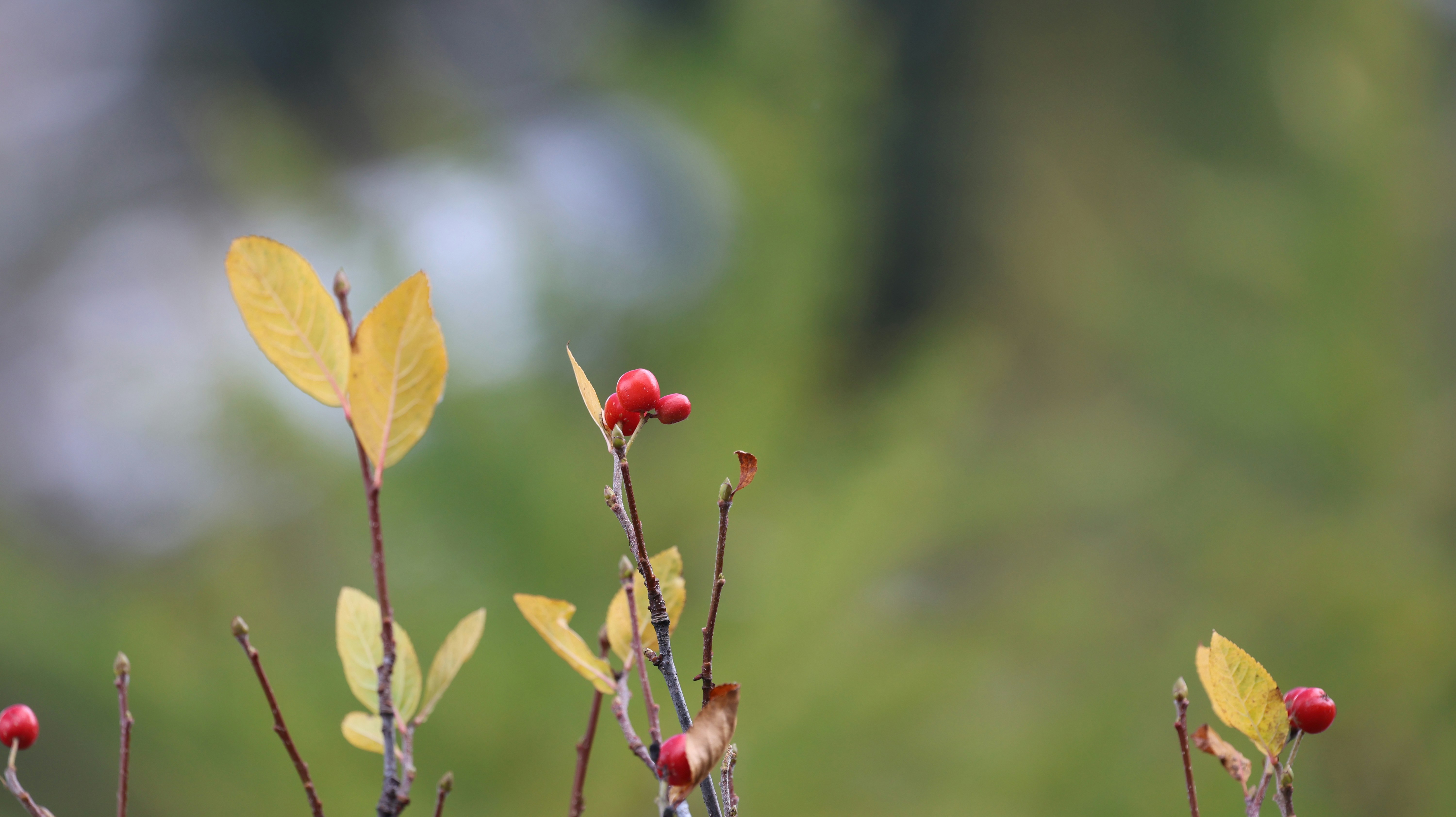 Photo by valomukitse