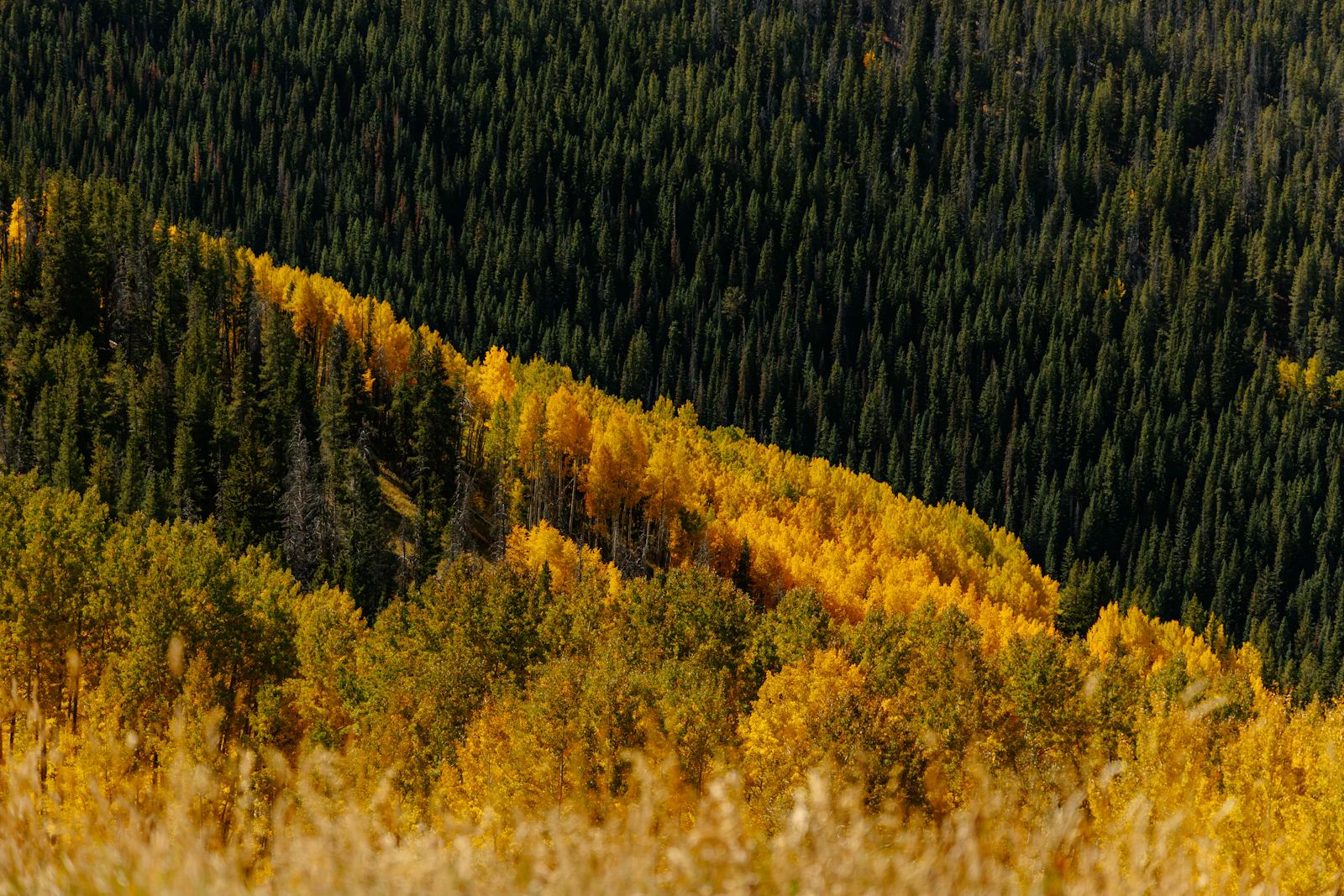 Versant de montagne aux couleurs d'automne au-dessus d'une for&ecirc;t de conif&egrave;res &mdash; image d'illustration