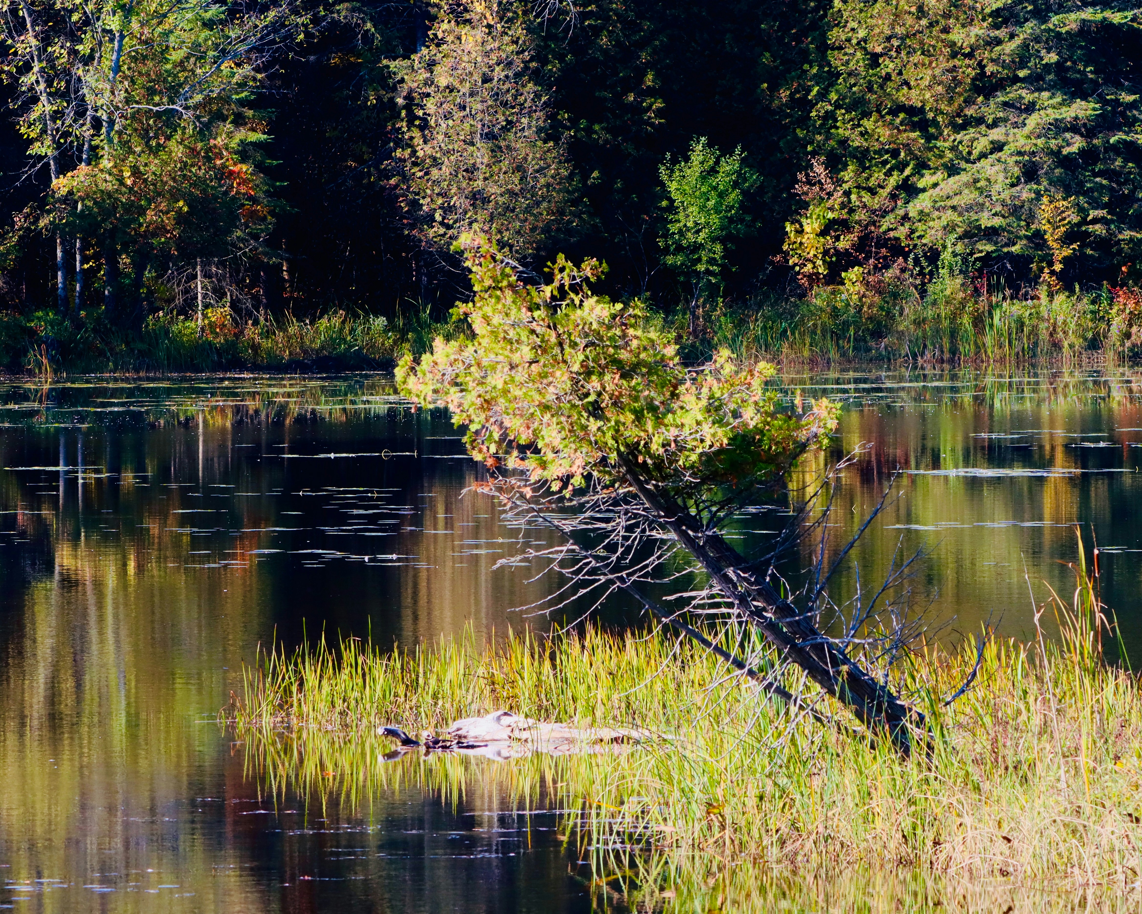 Photo by stephgibeaultart