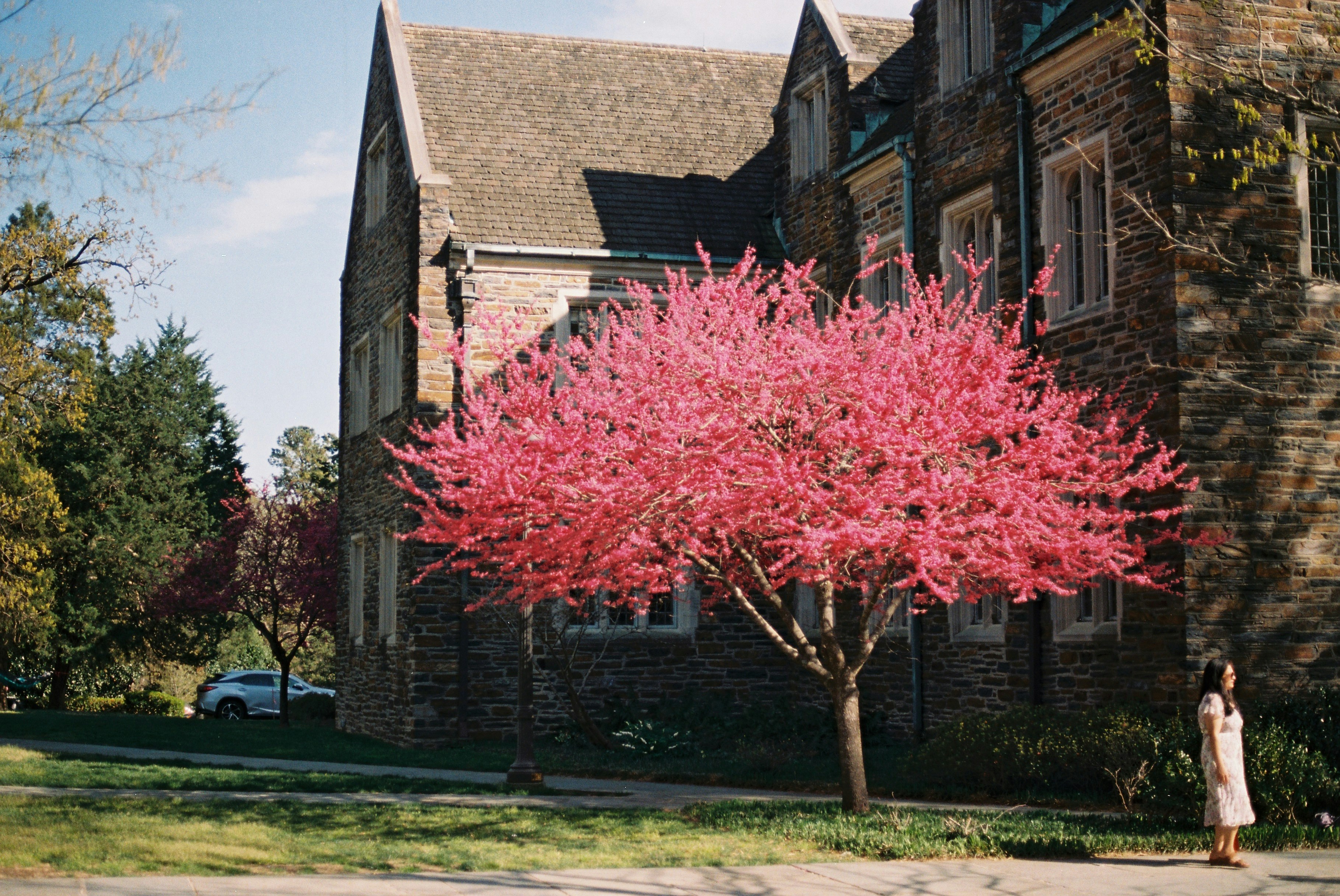 A blooming pink tree in front of a brick building. photo – Free Spring ...