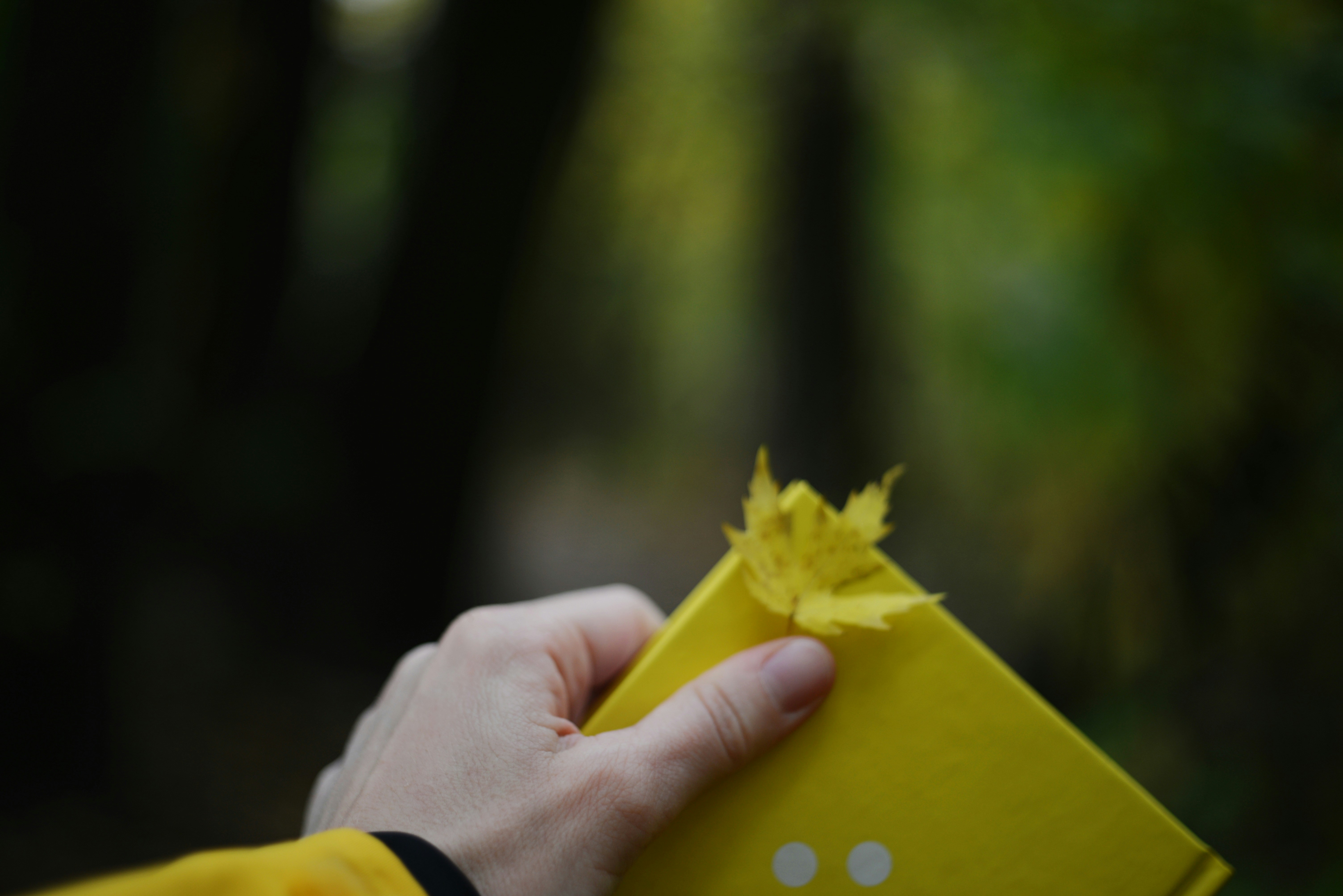 Hand holding yellow book with autumn leaf.