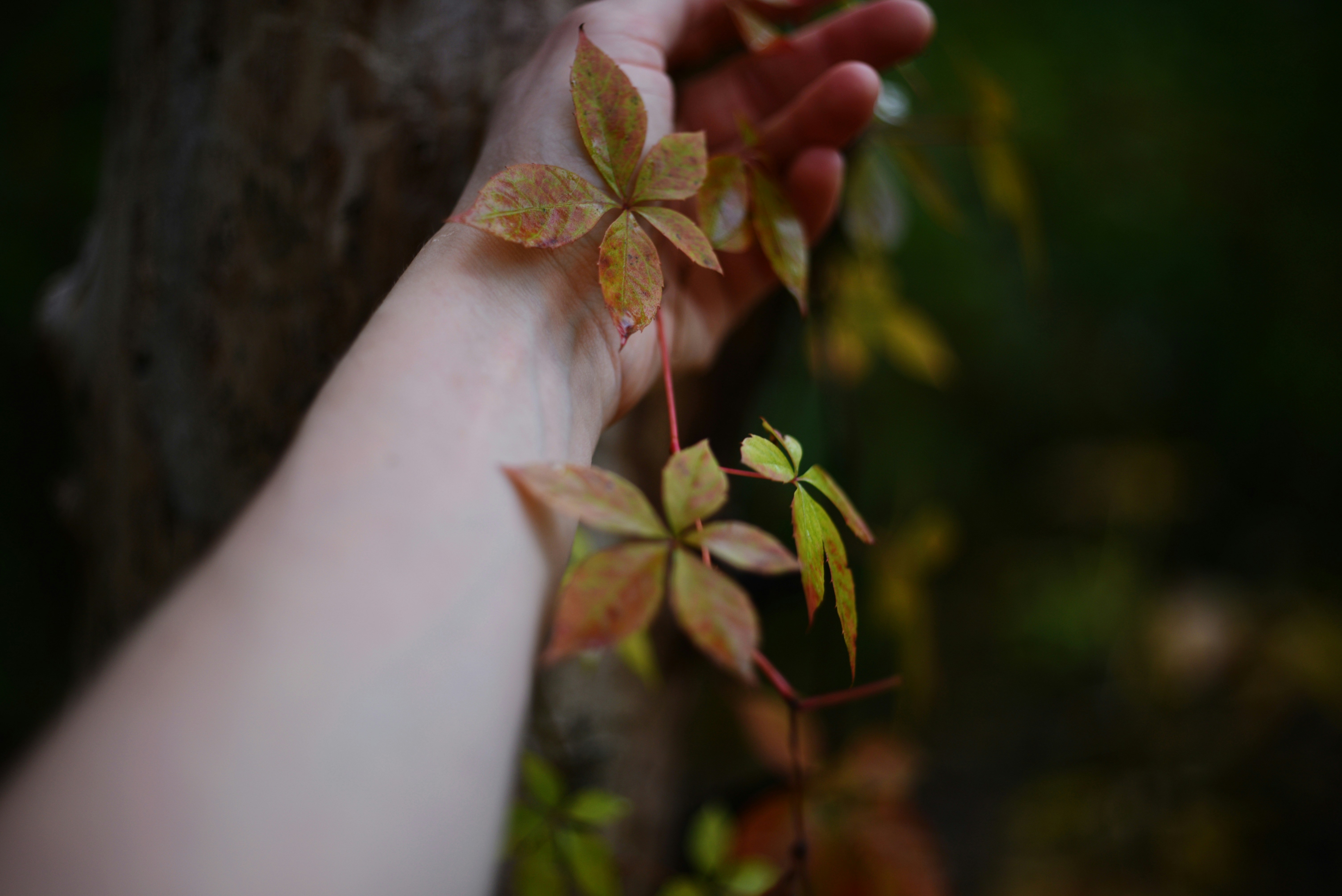 Hand gently touching autumn leaves on a vine.